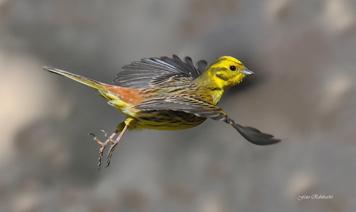 Yellowhammer...