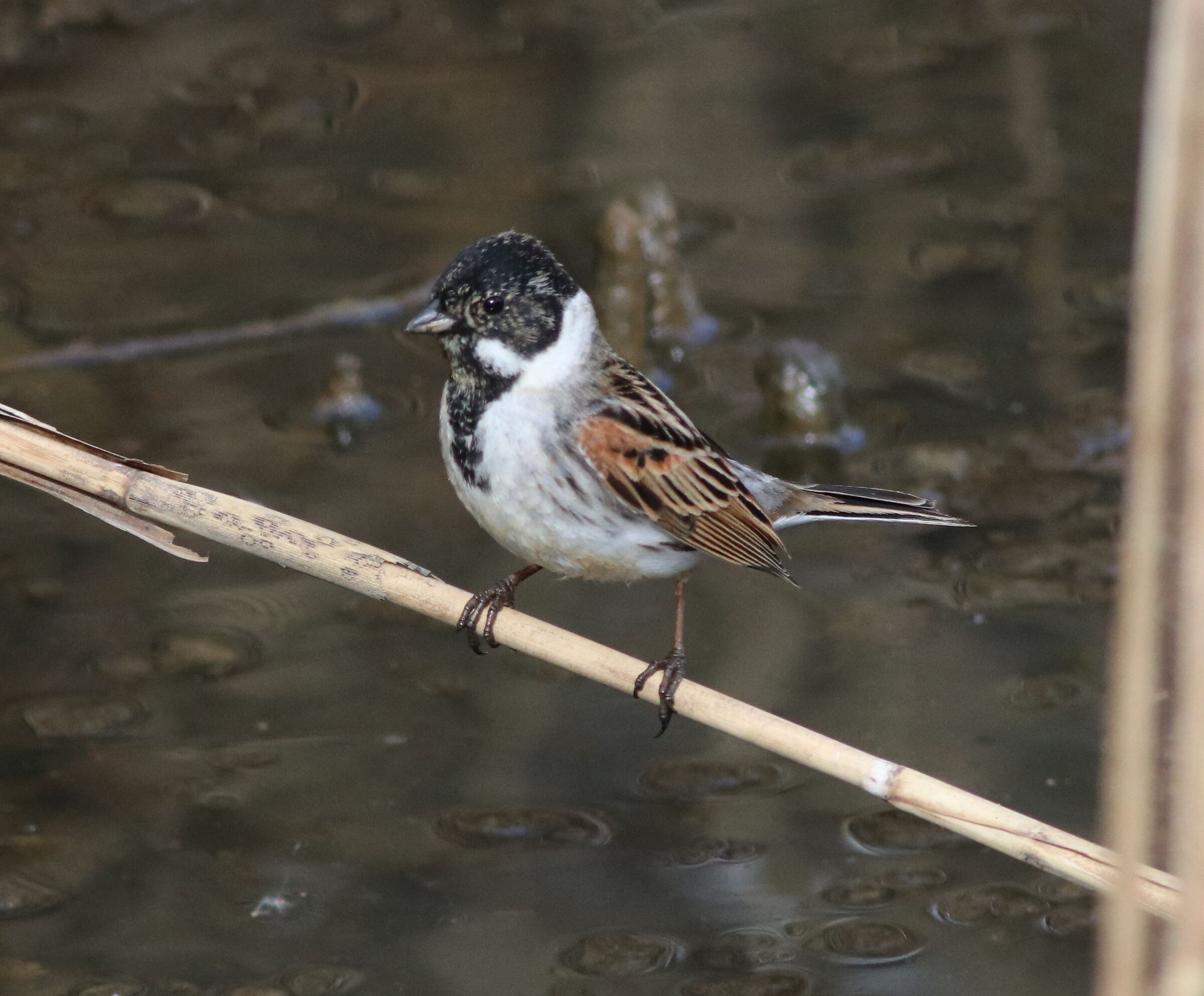 Migliarino di palude