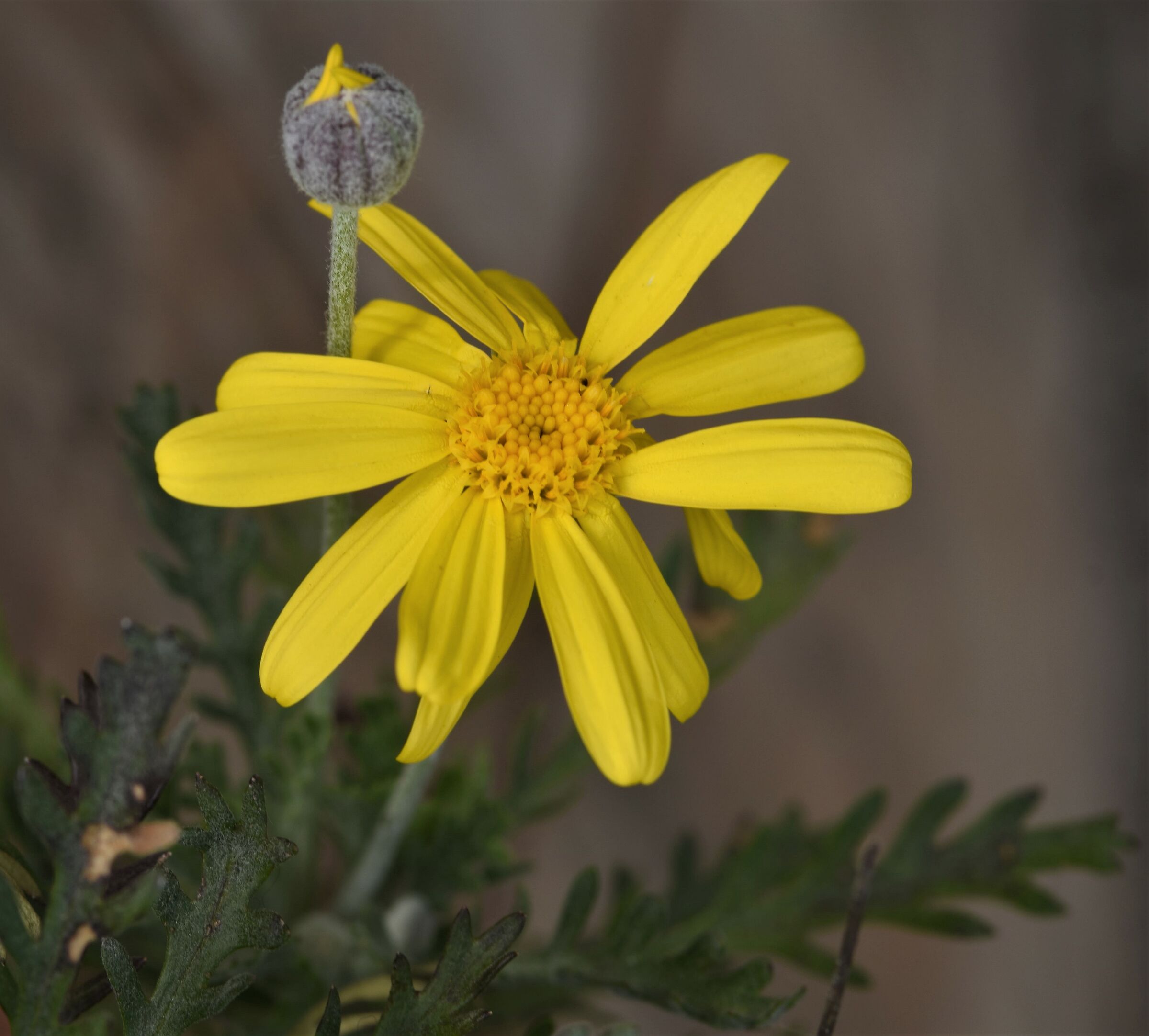 Spring has come: I thos open and you closed!