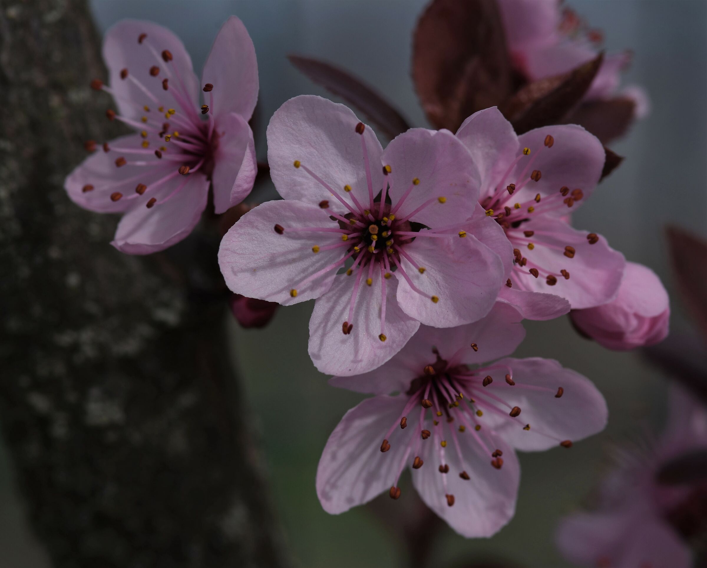 Spring has arrived: Colo Rosa... You dare!!