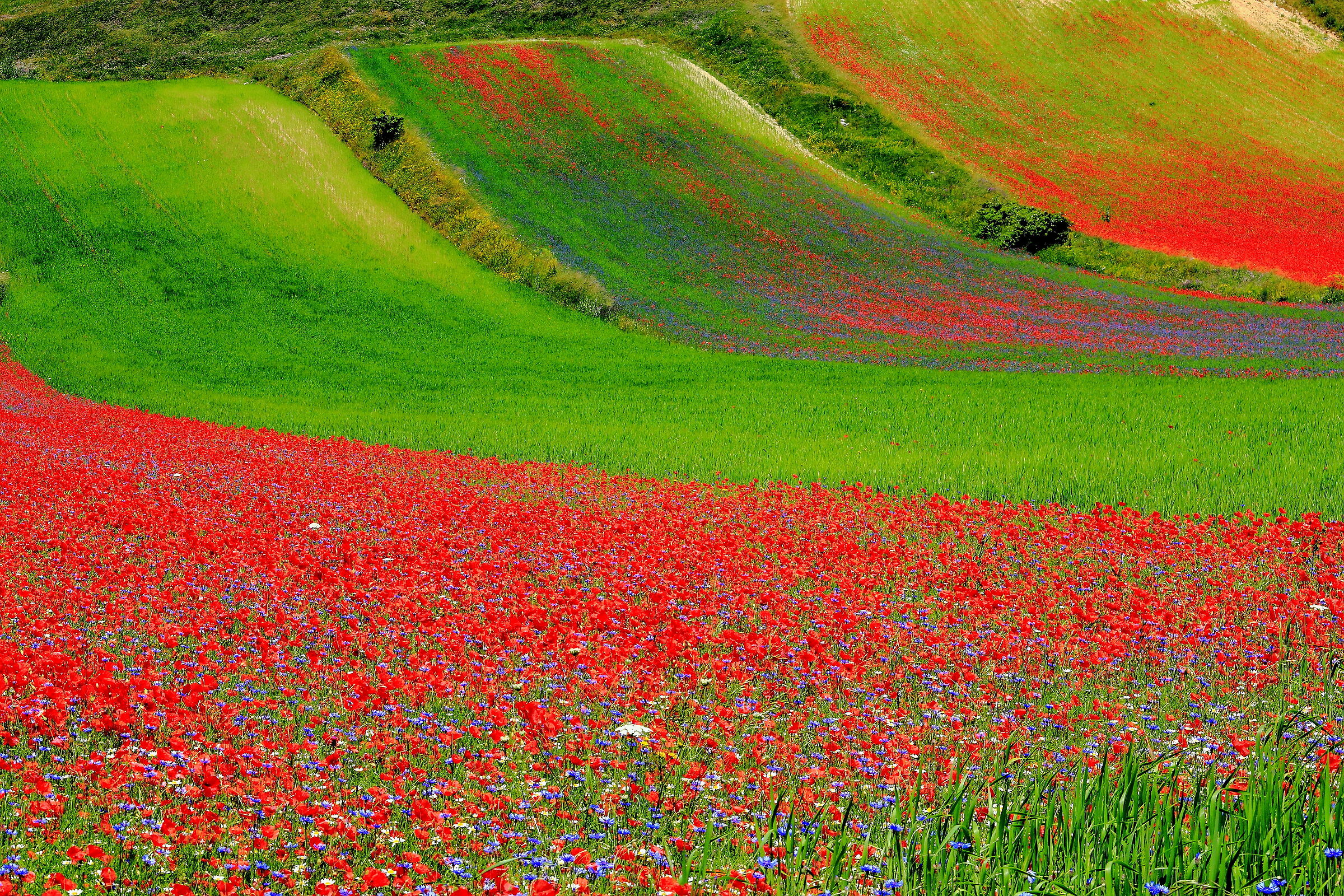 Castelluccio di Norcia