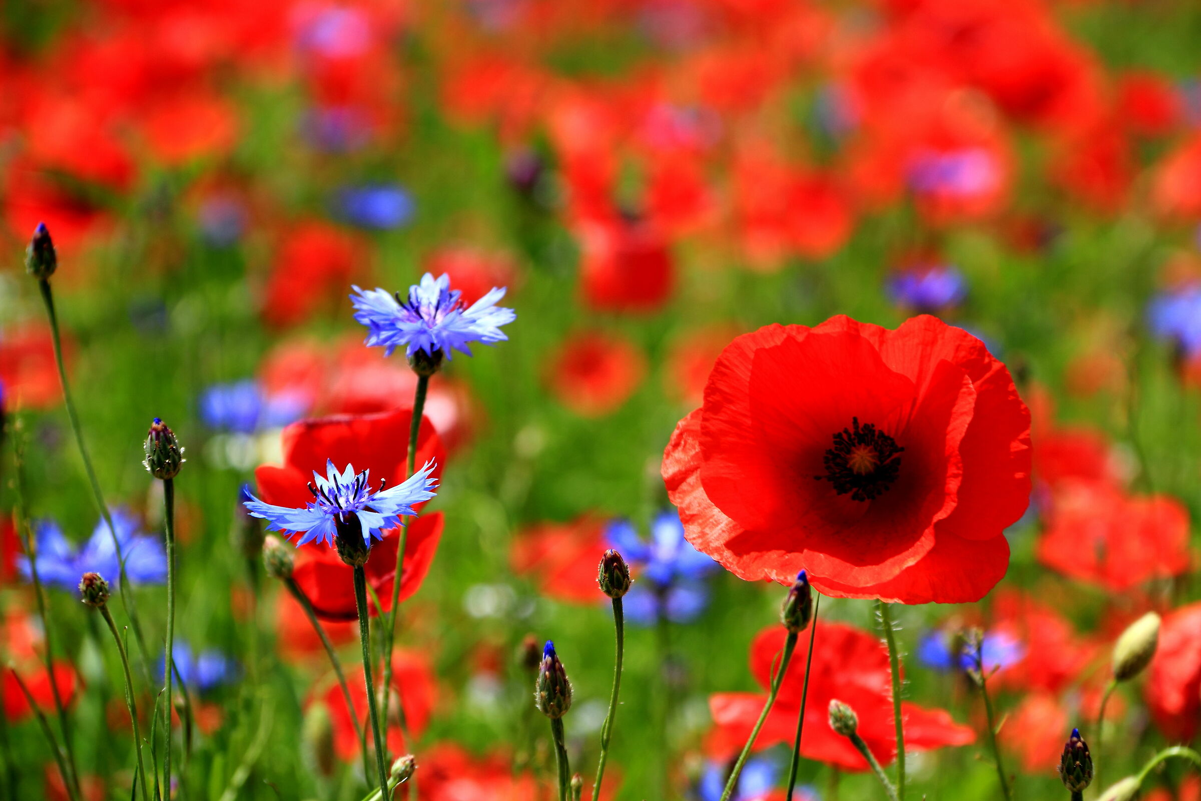 The Red and the Indigo