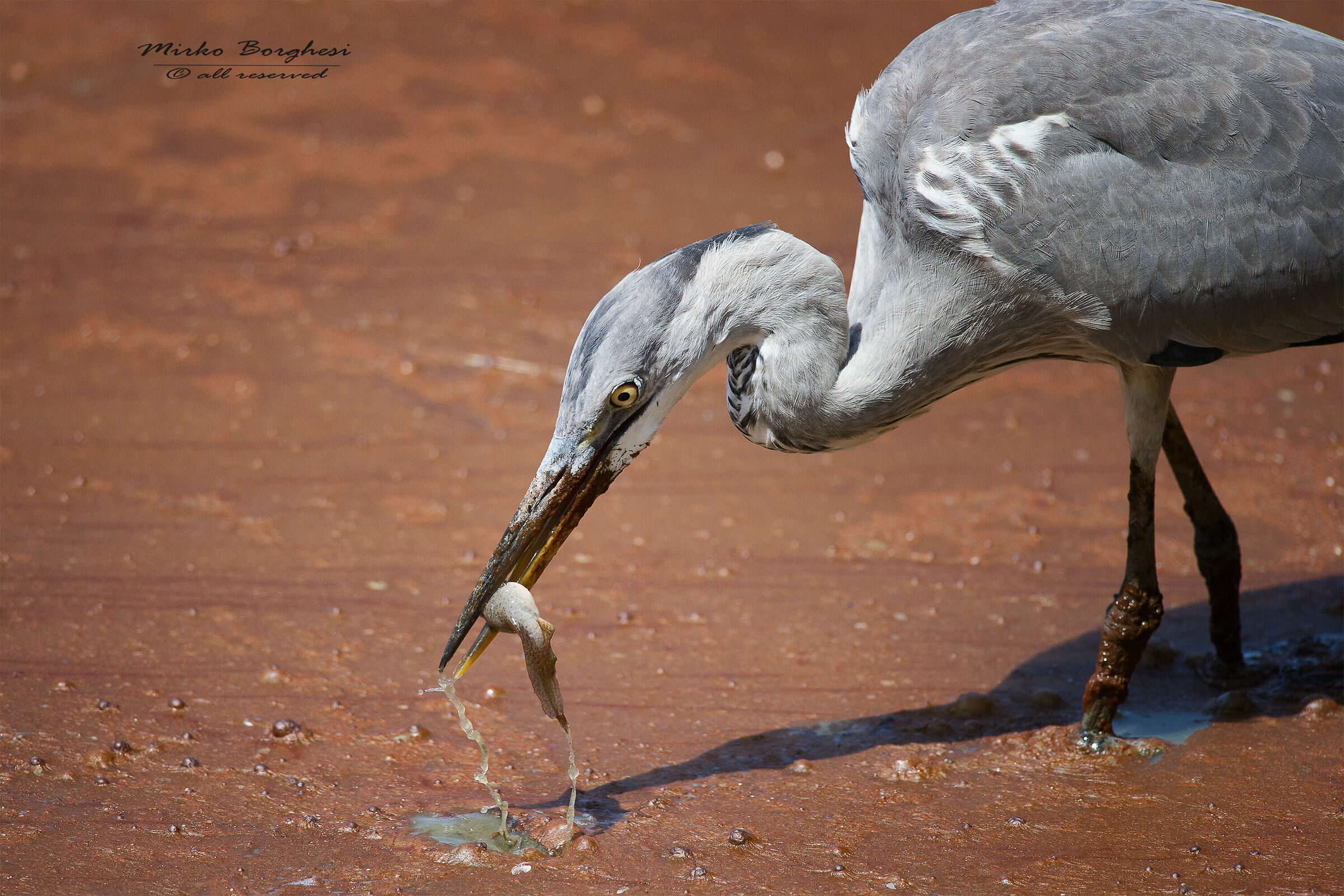 Heron with Prey