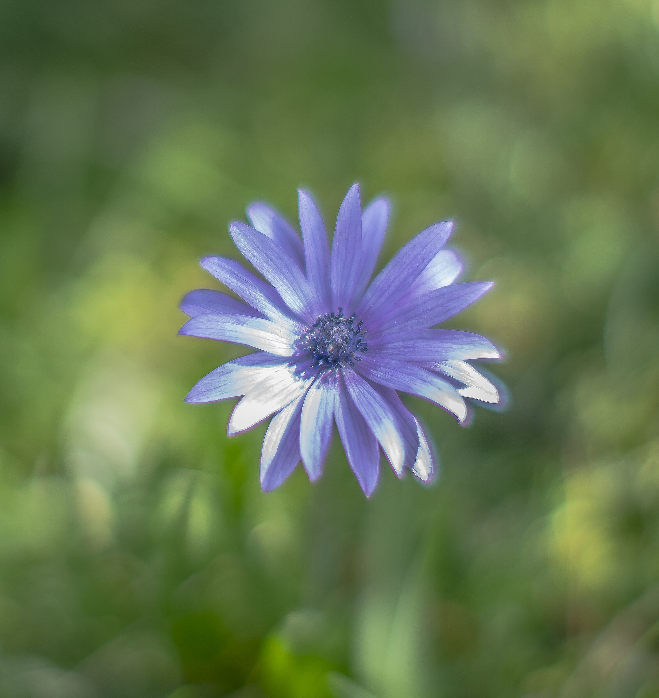 Canon EF 50mm f/1.2 L USM