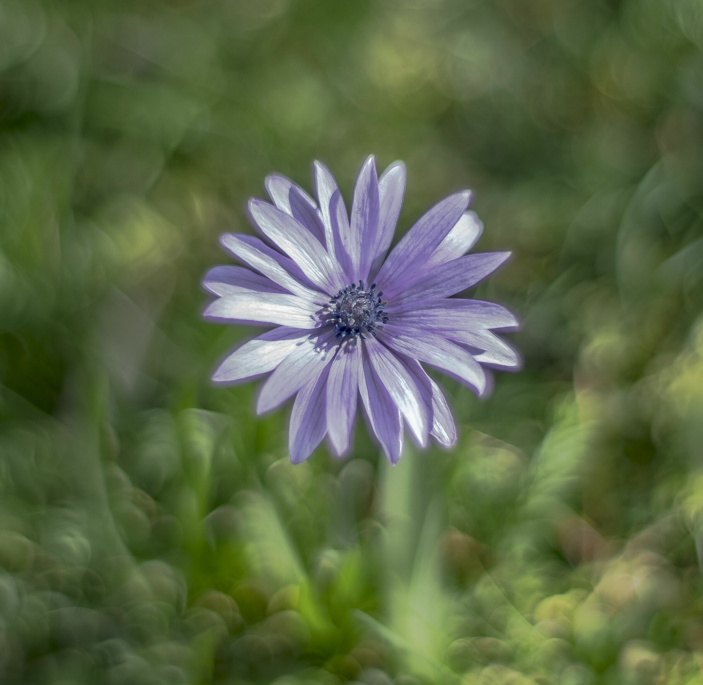 Zeiss ze/zf.2 Planar T* 50mm f/1.4