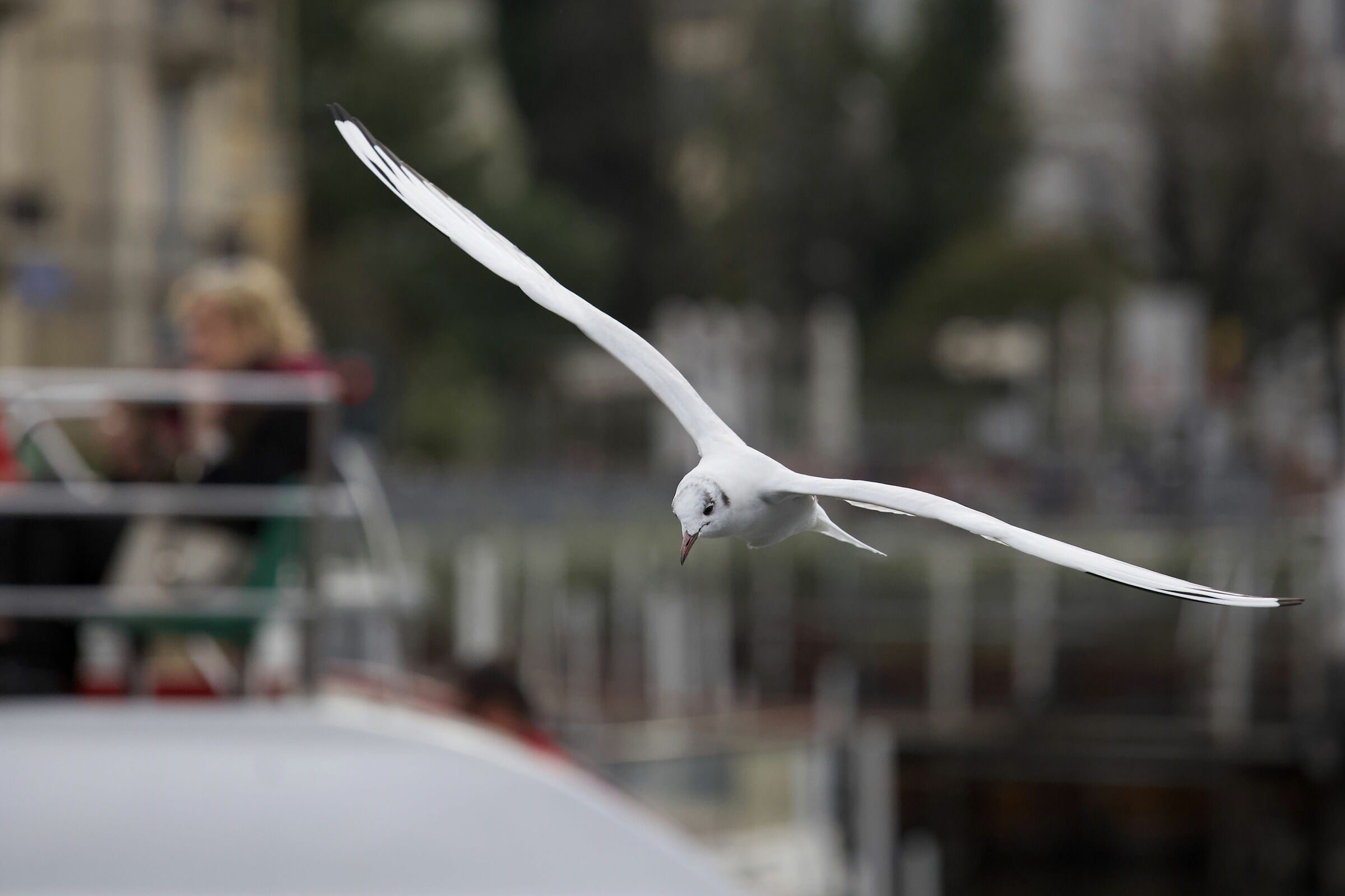 Lake Como, Uggiosa Day...