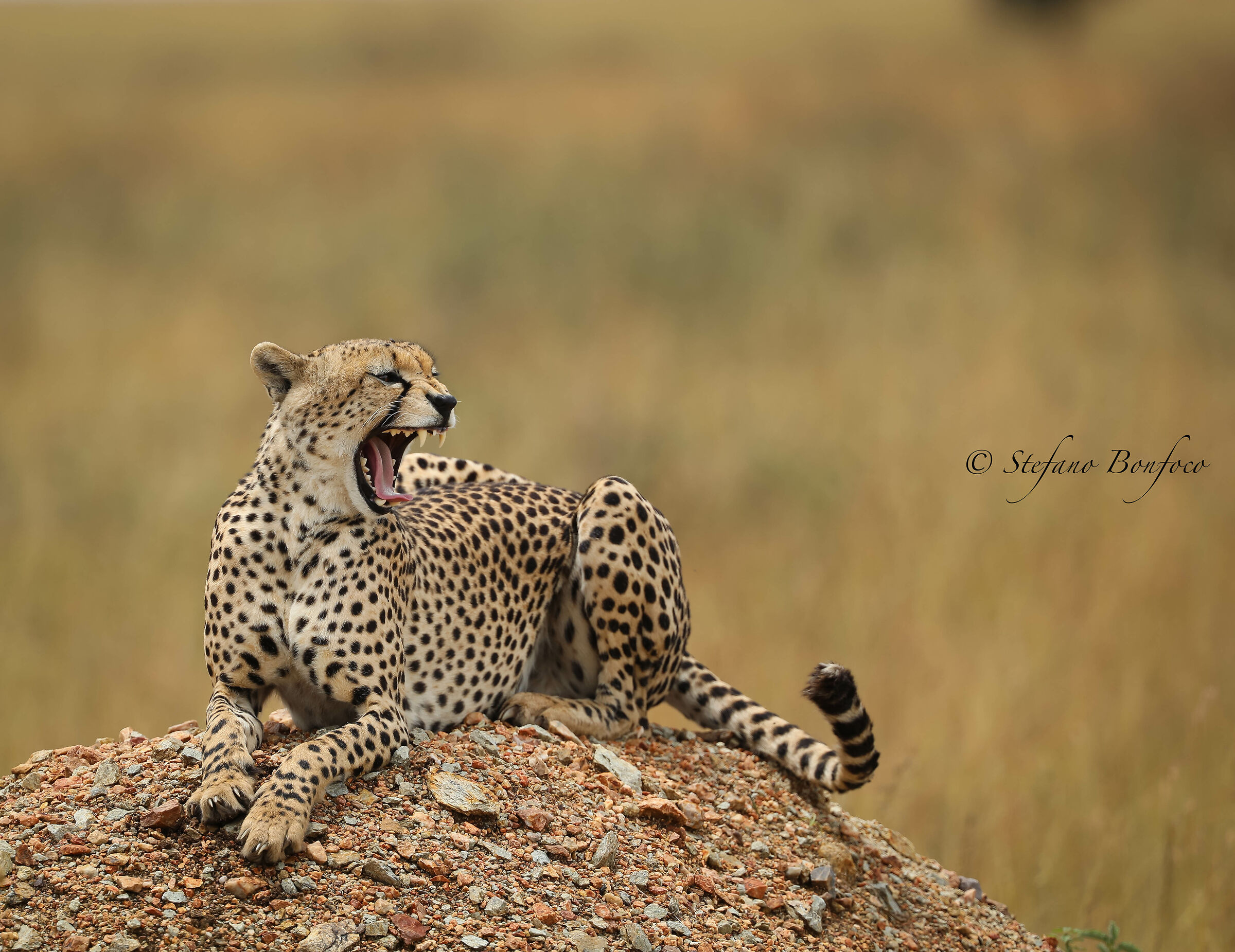 Cheetah (Acinonyx jubatus)