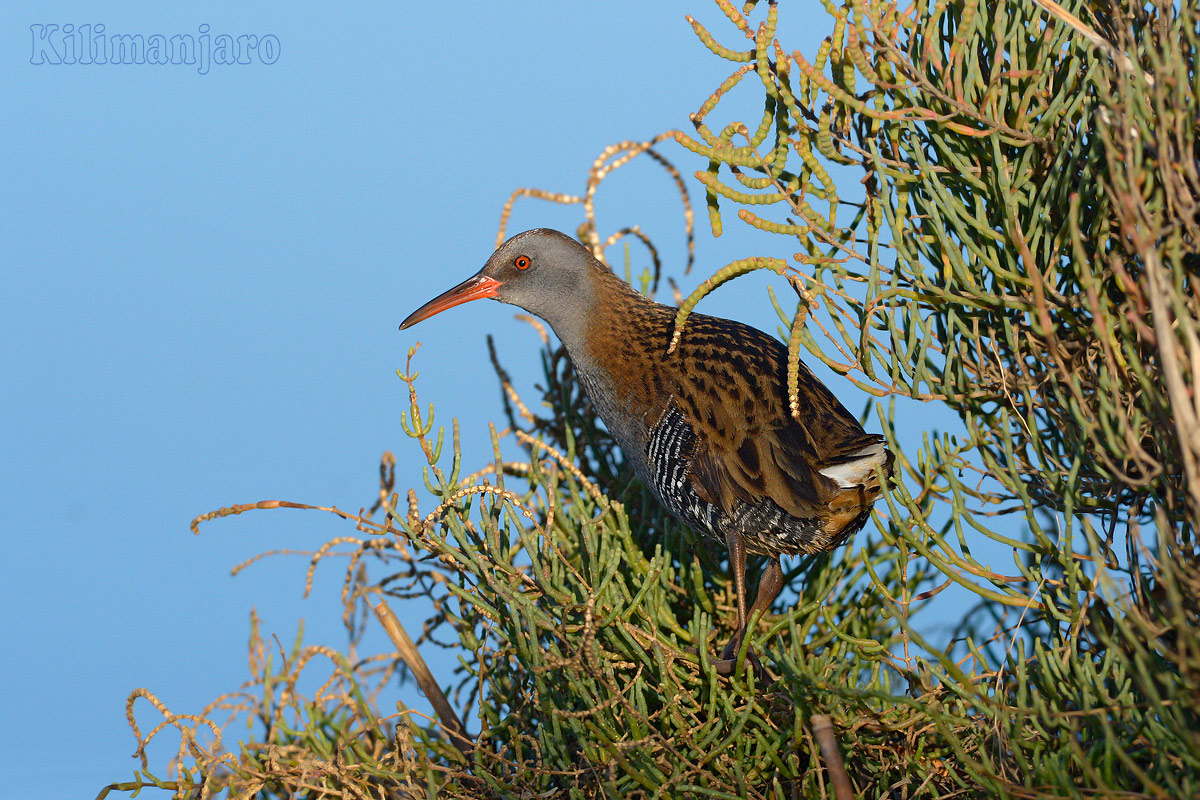 Porciglione in attesa di spiccare il volo