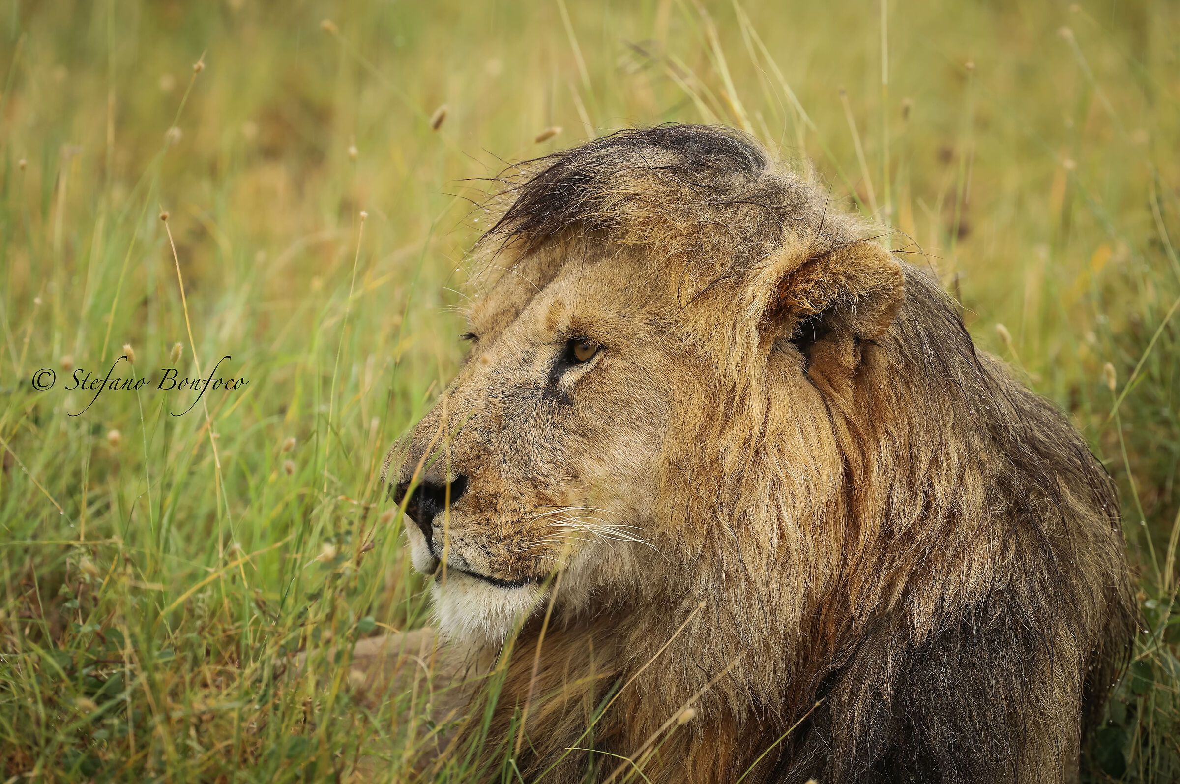 The King in the rain....