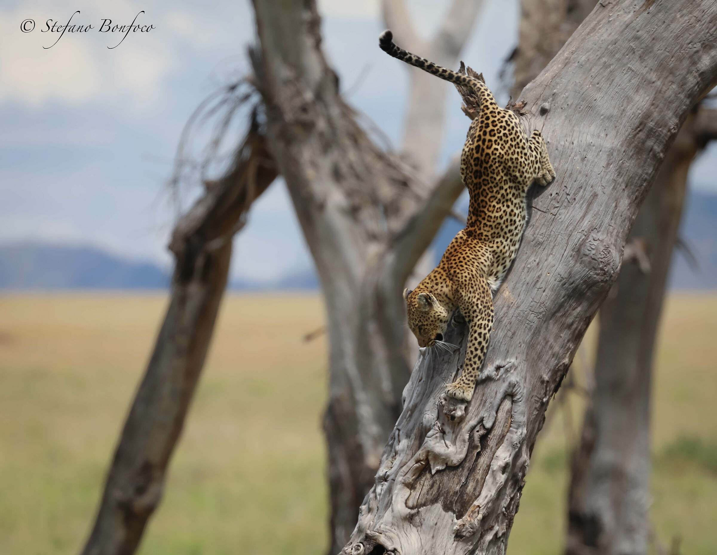 You go down to hunt....