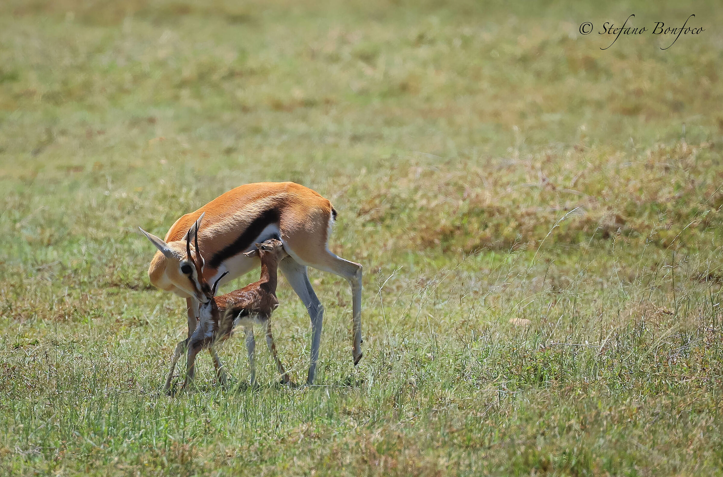 The first breastfeed
