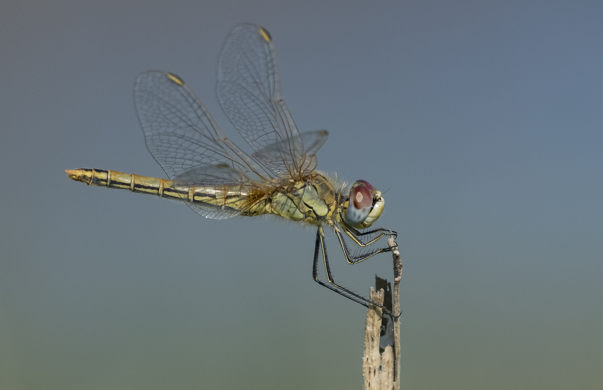 Contartese Sympetrum fonscolombii (Sélys-Longchamps, ...