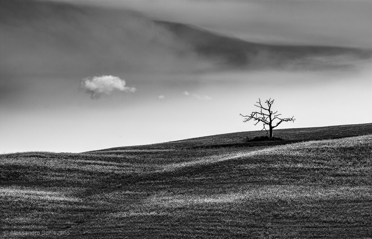 Hey... Shall we company?