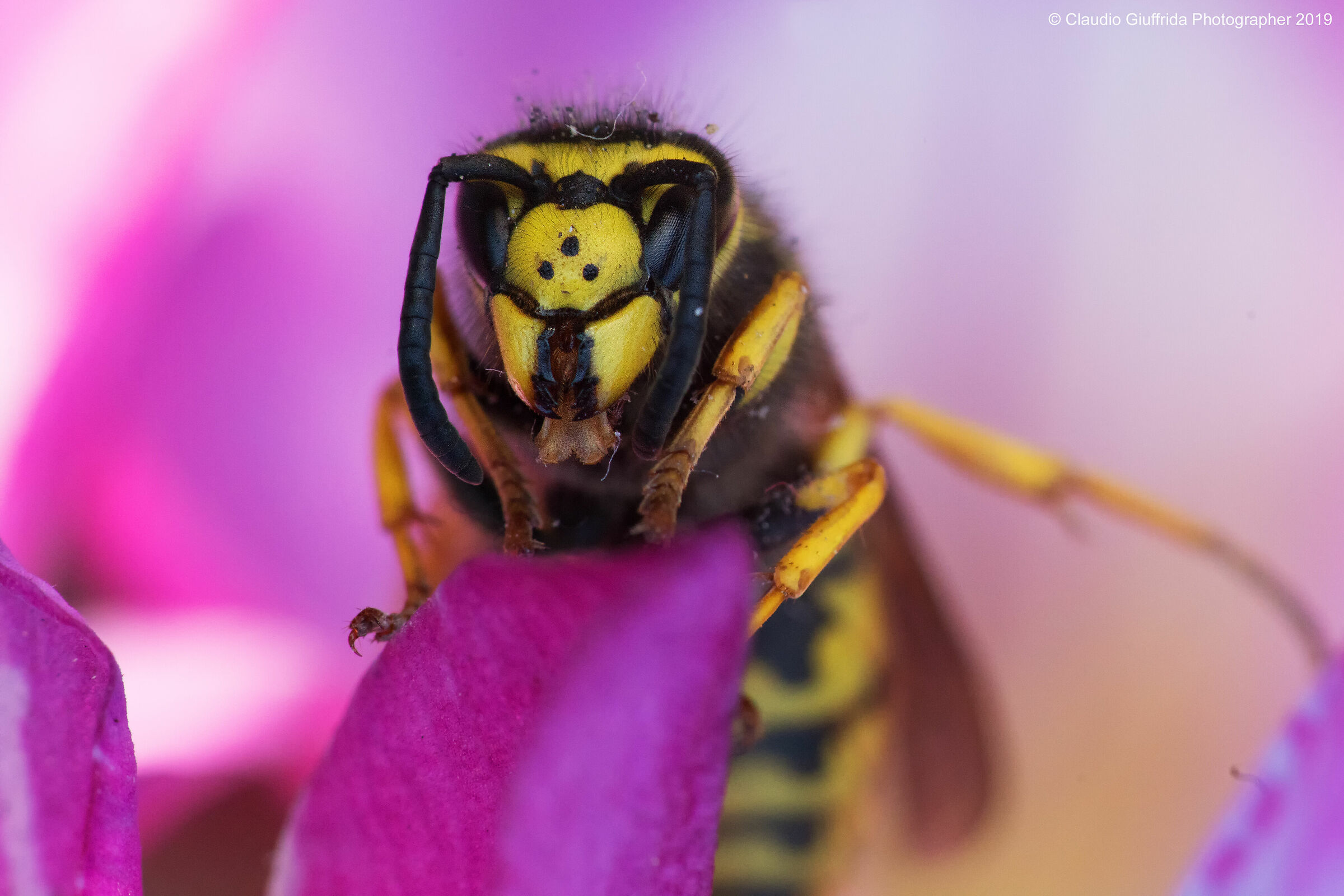 Wasp portrait