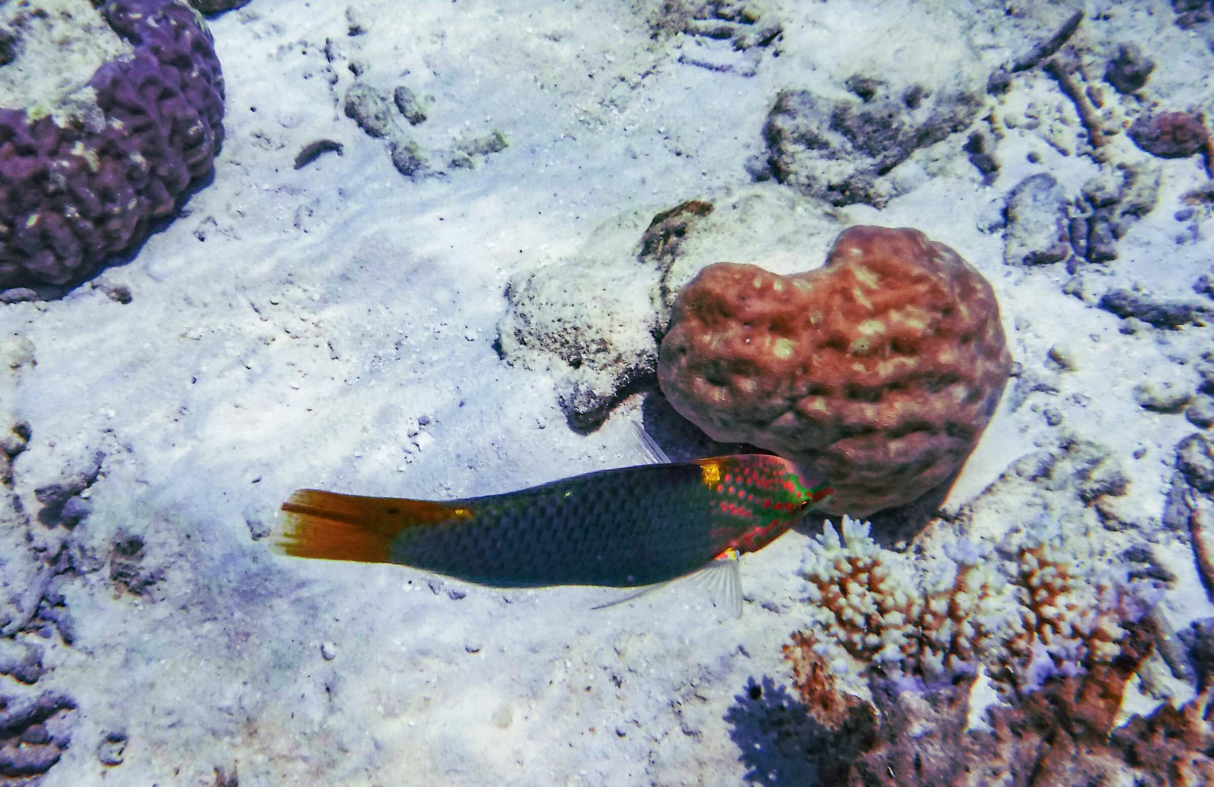 Pesce Donzella Lunare