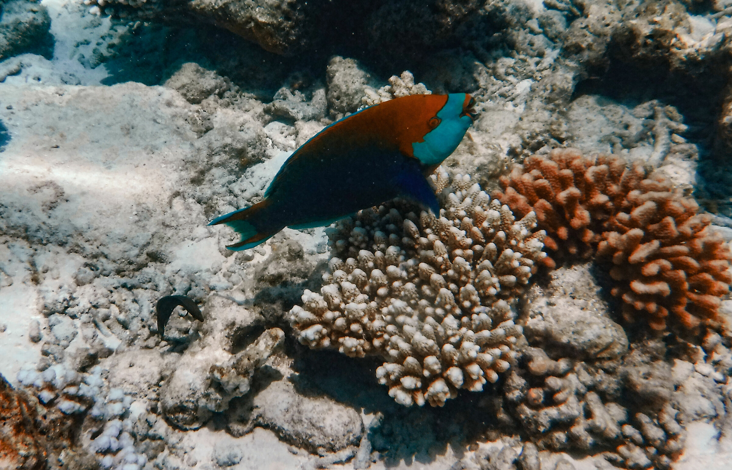 Parrot Fish