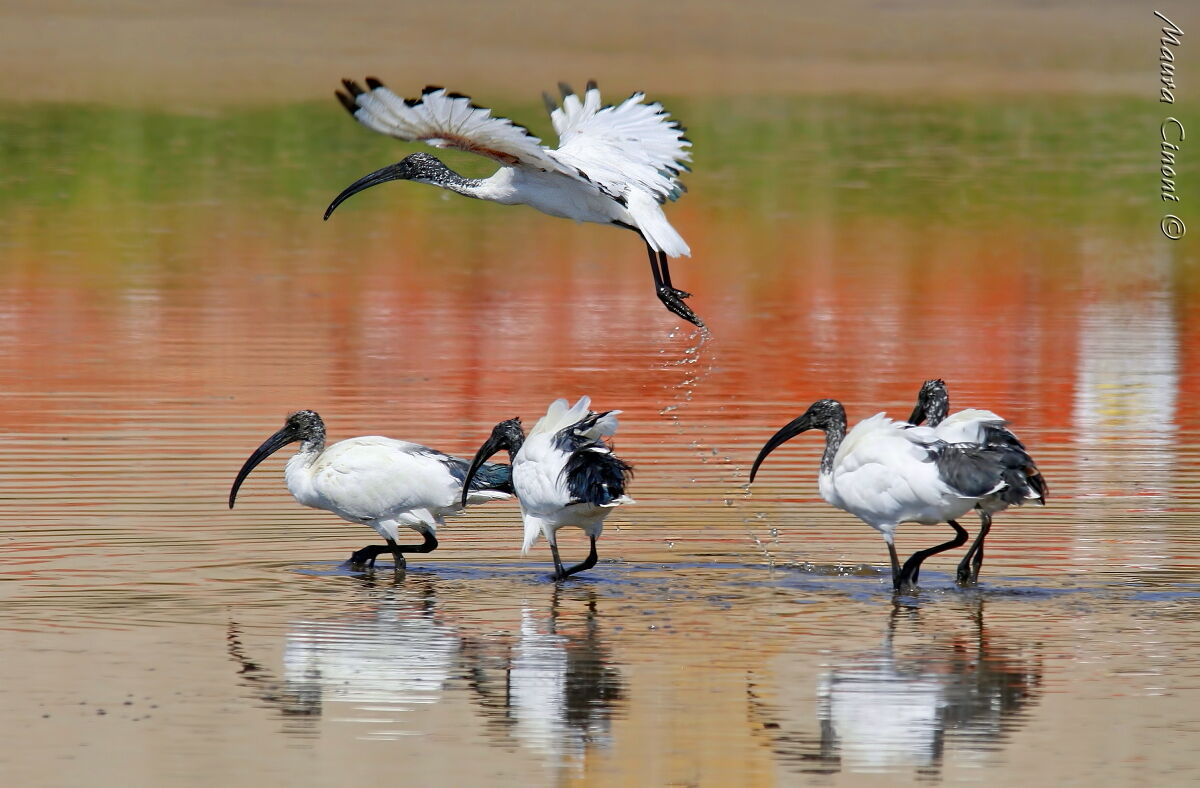Ibis Sacri:Viva L'Italia