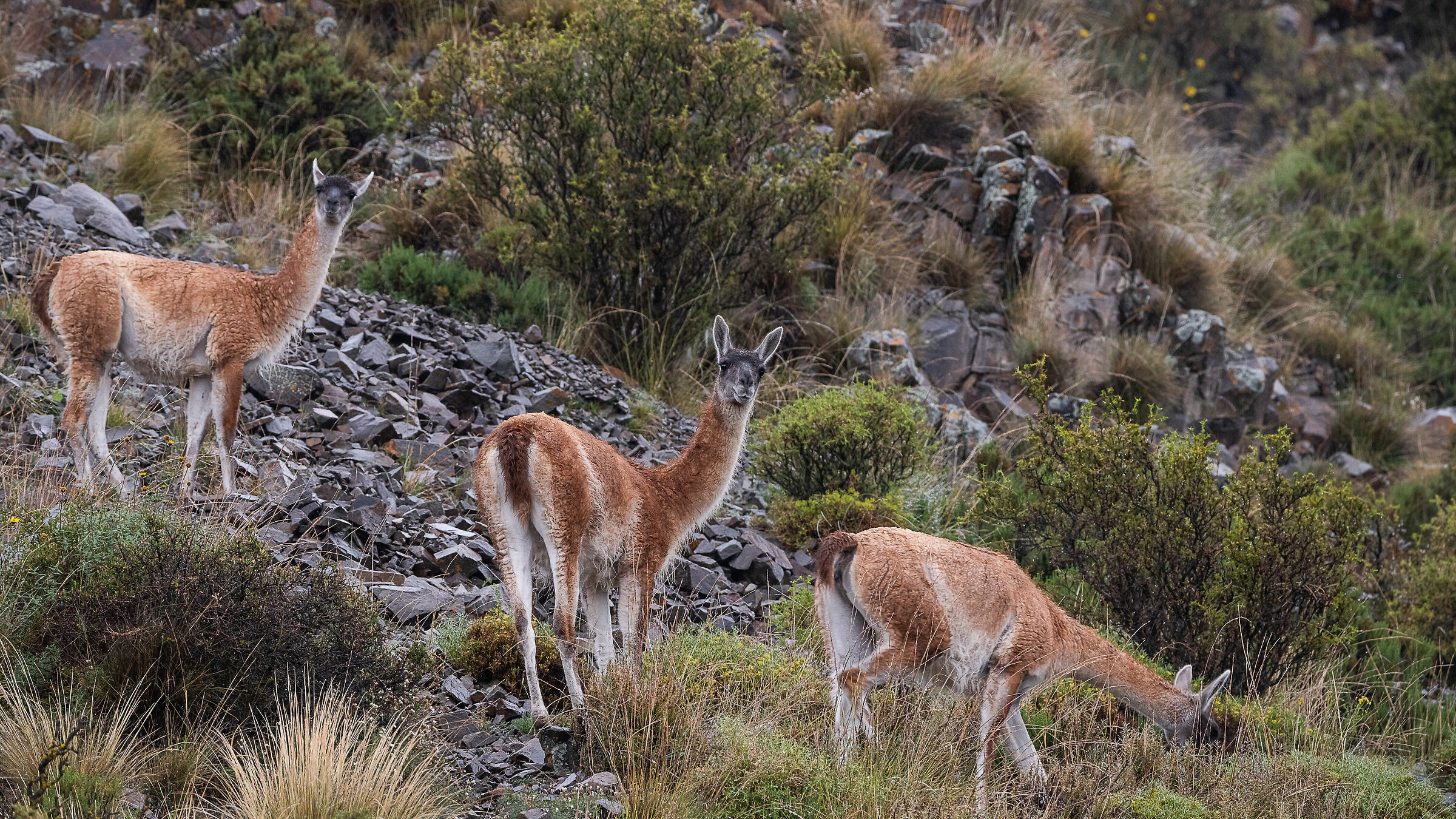 Guanacos