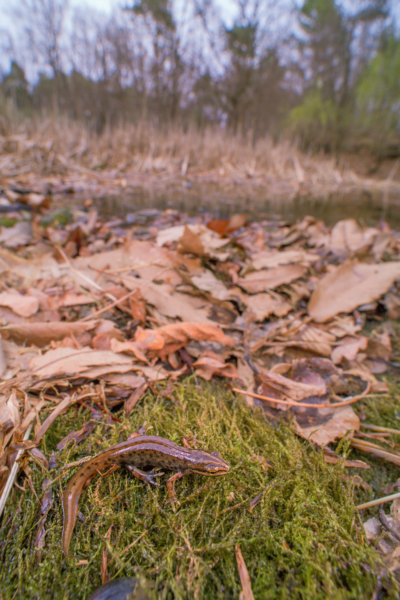 Dotted newt (Lissotriton vulgaris)