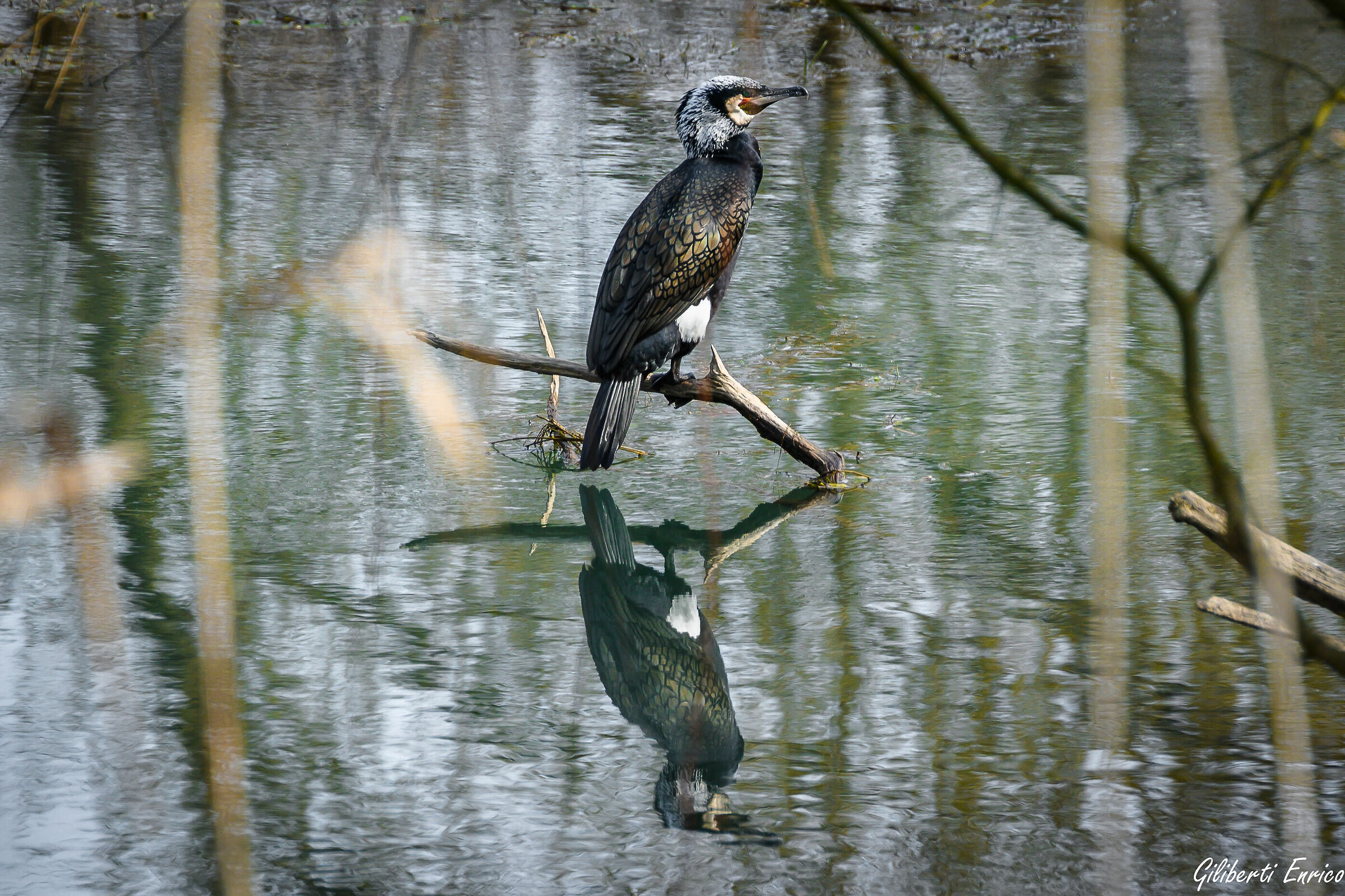 Cormorano