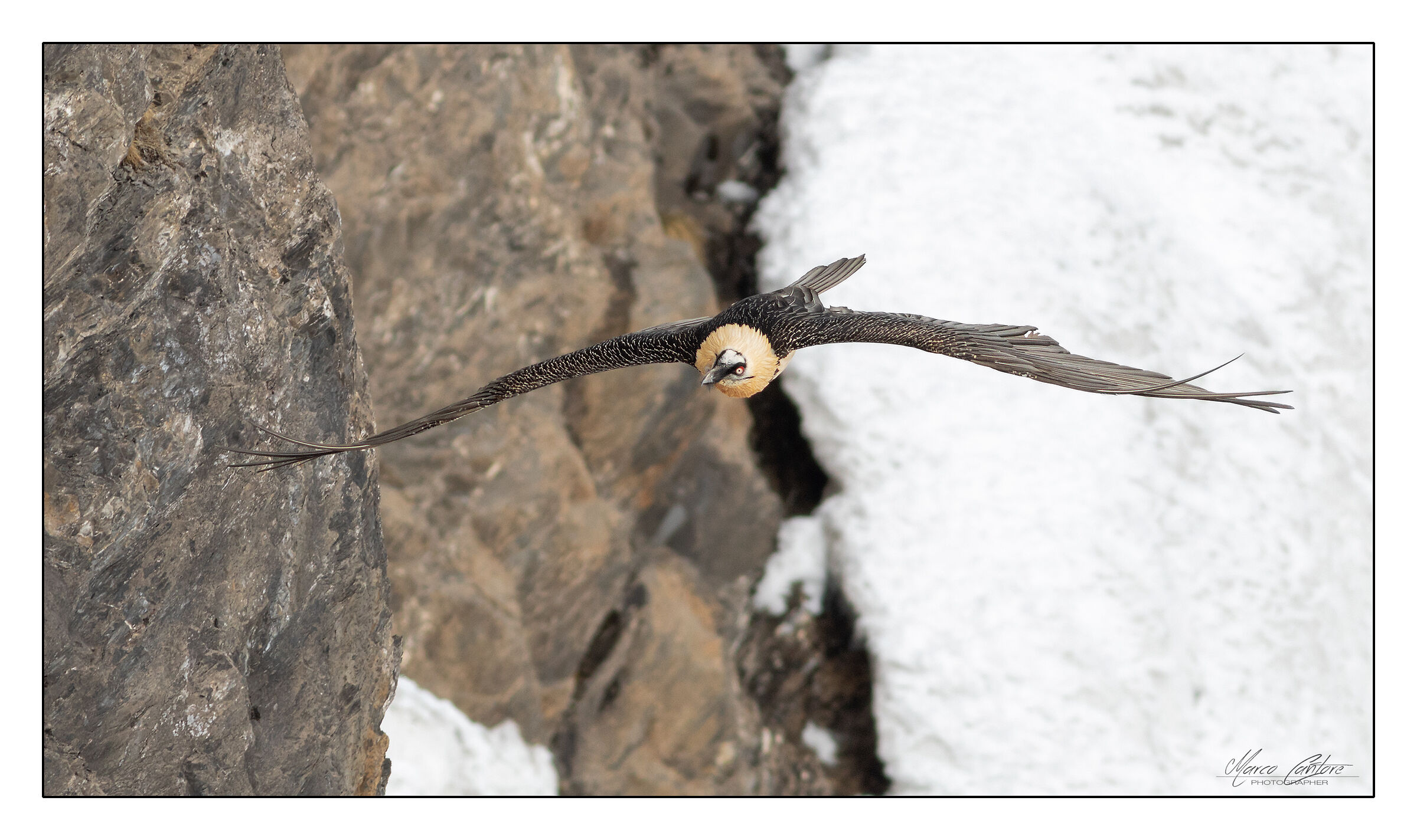 Bearded Vulture-Gypaetus barbatus