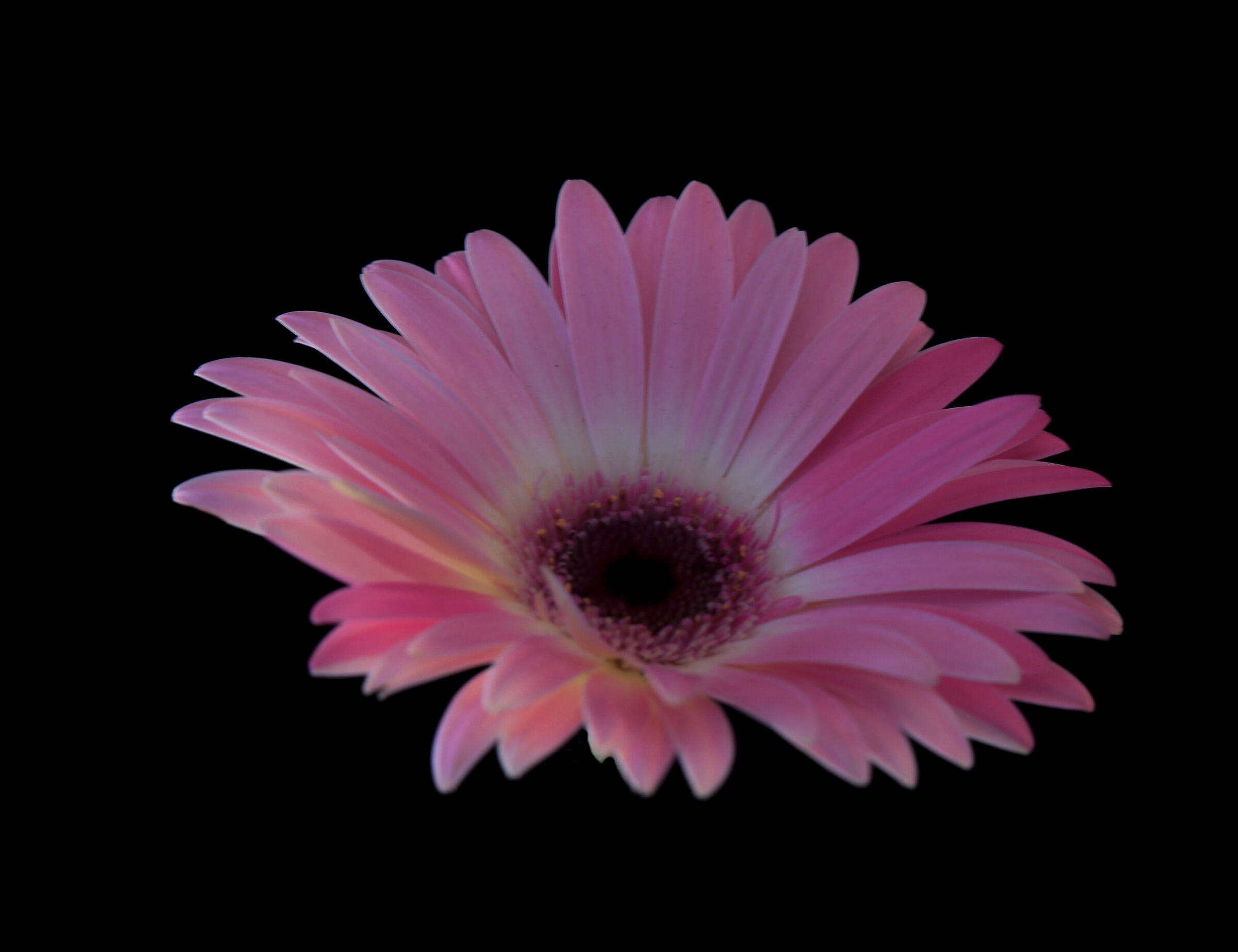 Gazania