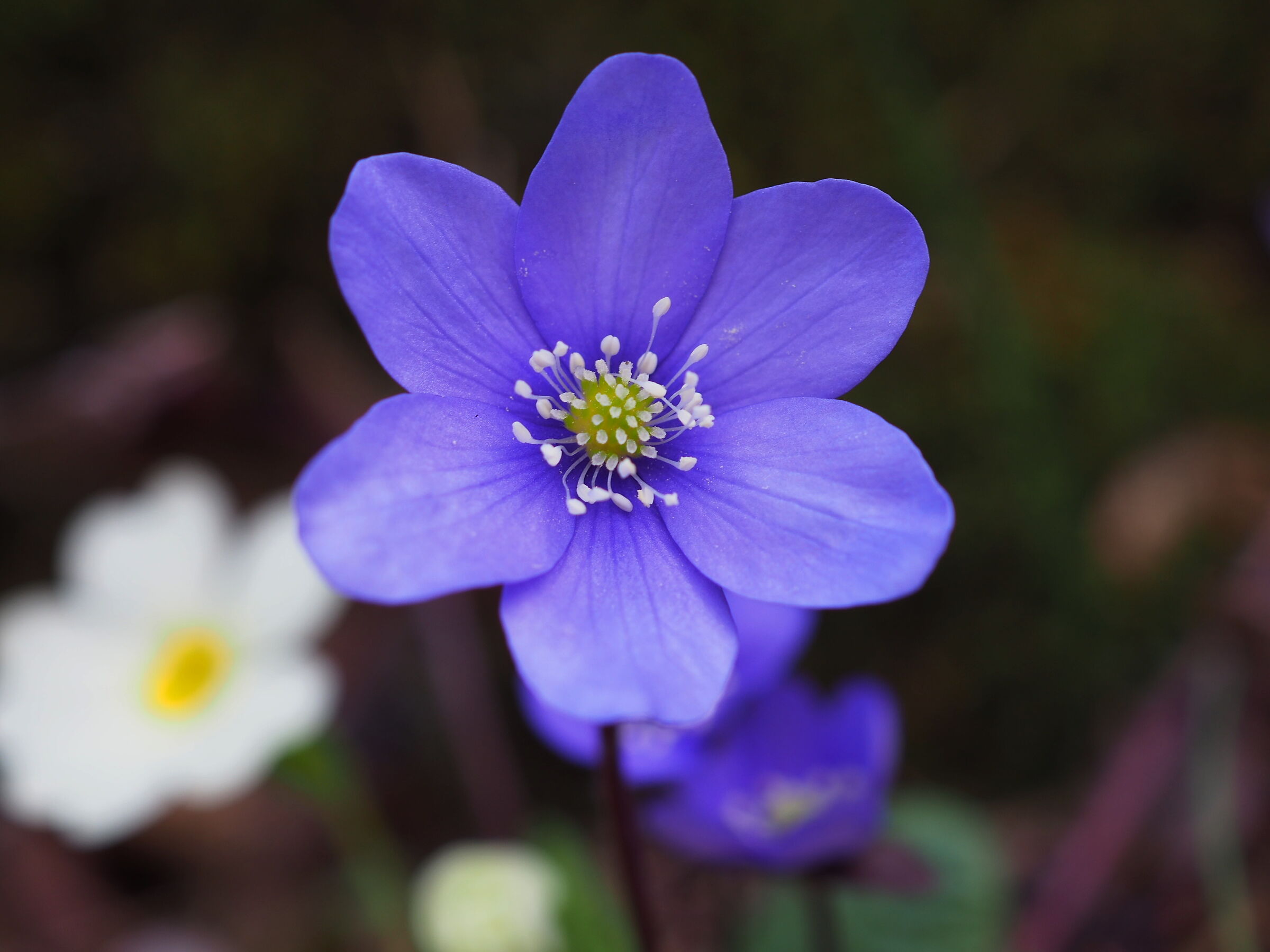 anemone selvatica