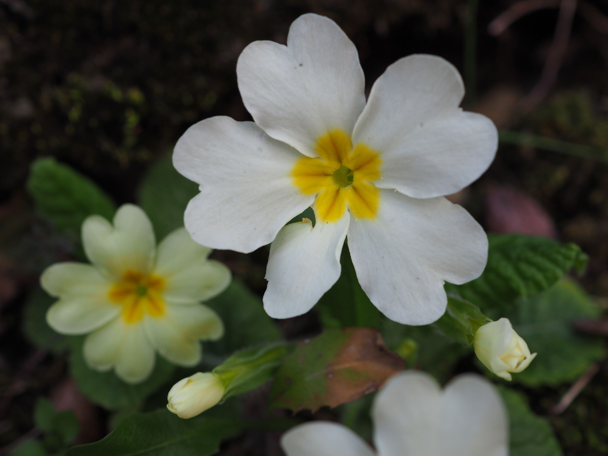 Forest Primrose