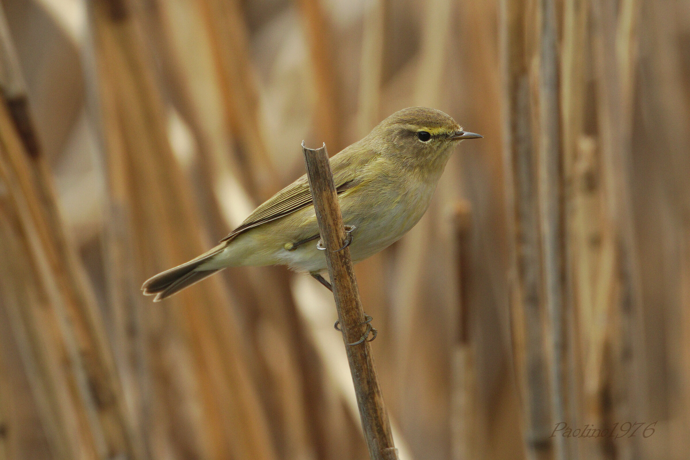 Luì Piccolo in Posa