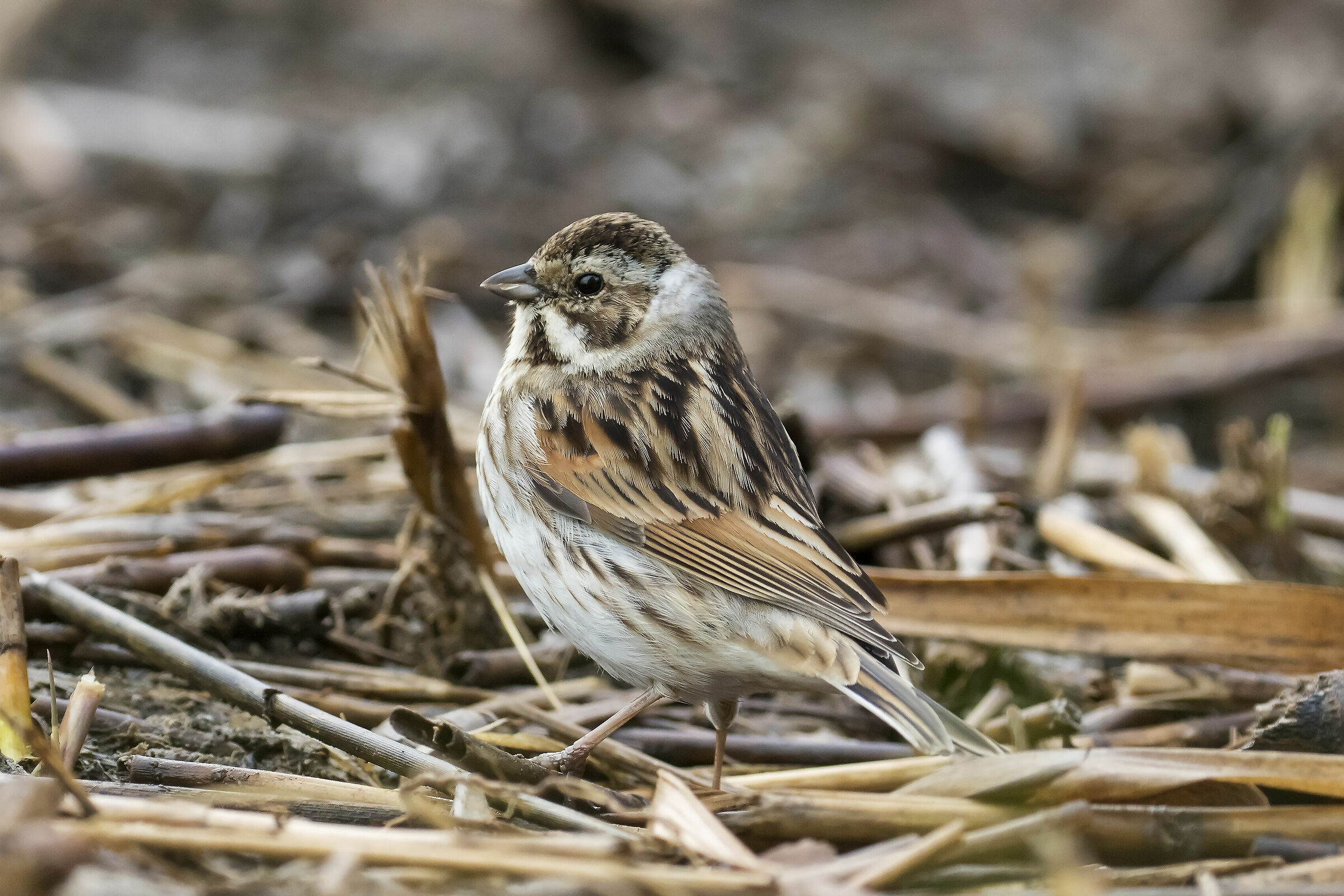 Migliarino di palude