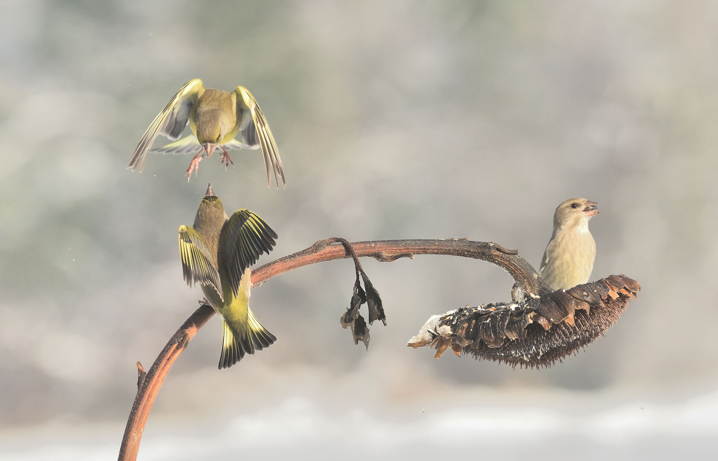 While the Sparrow laughs.... The Verdons