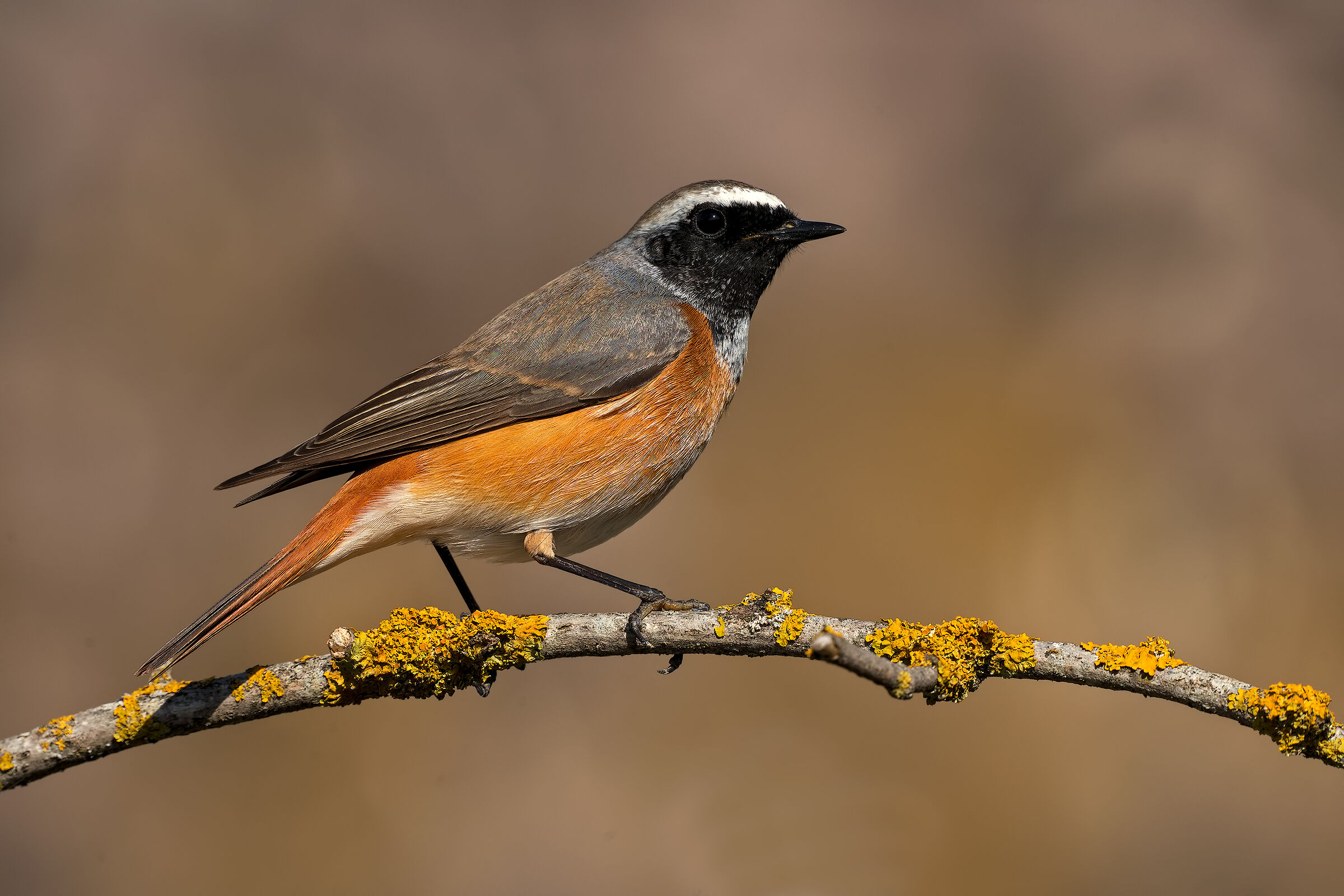 Common Redstart