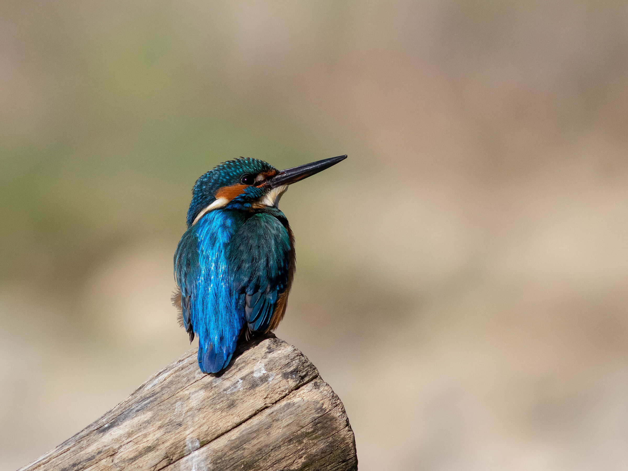 Kingfisher