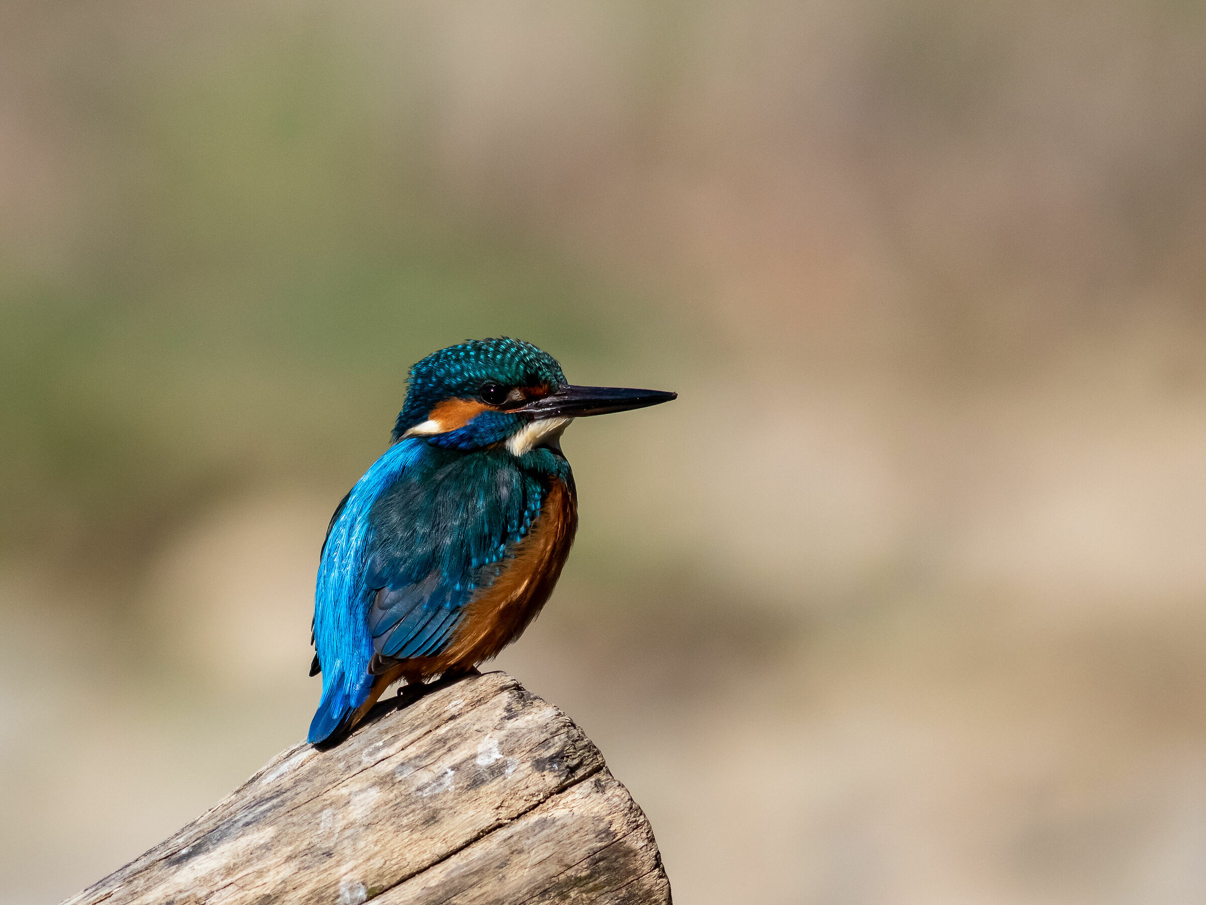 Kingfisher