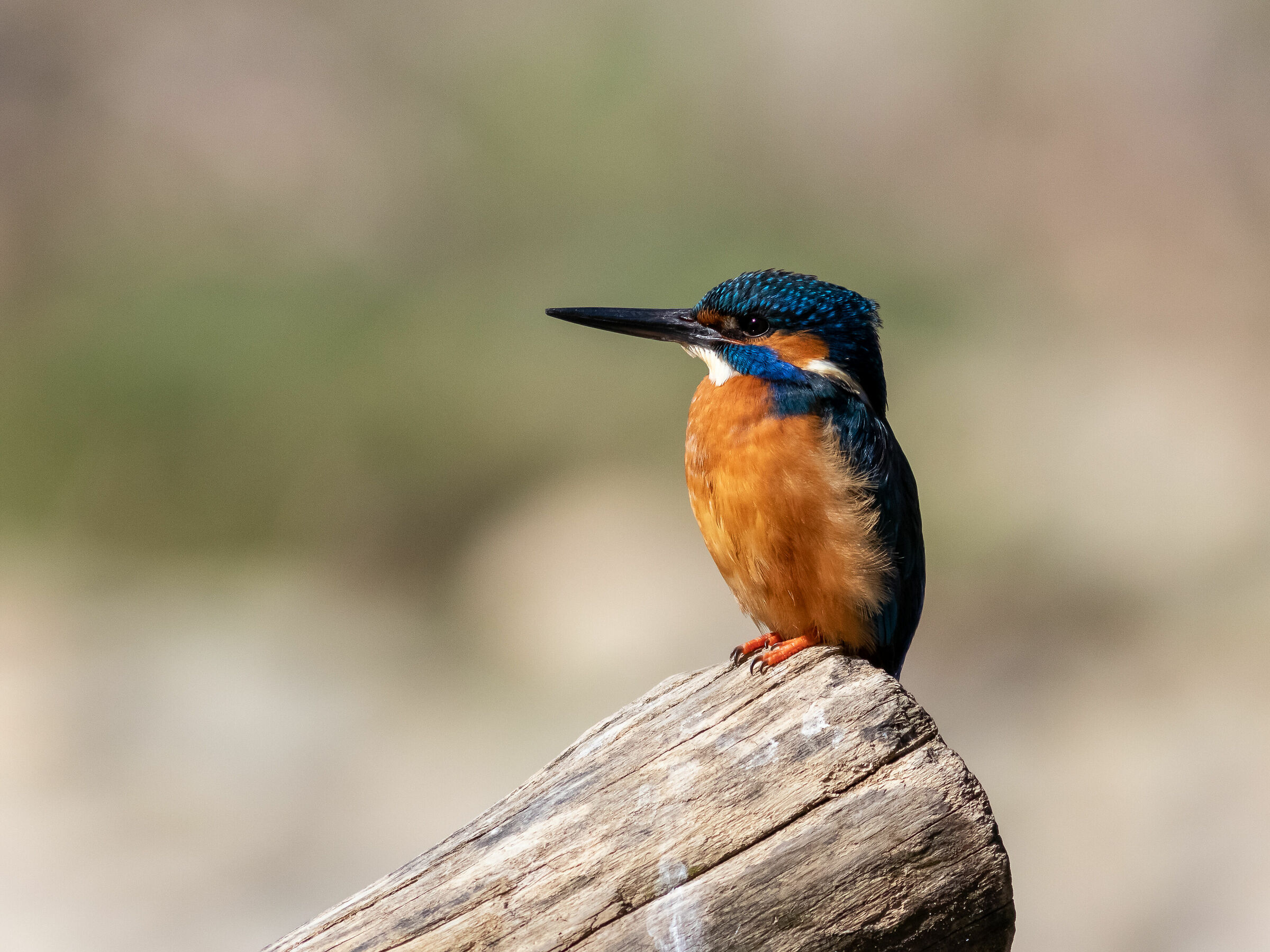 Kingfisher