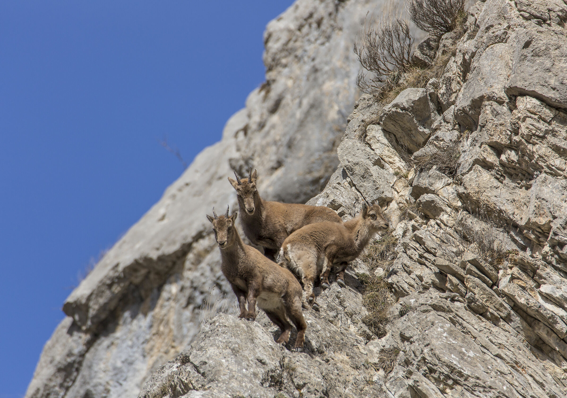 Stambecchi equilibristi