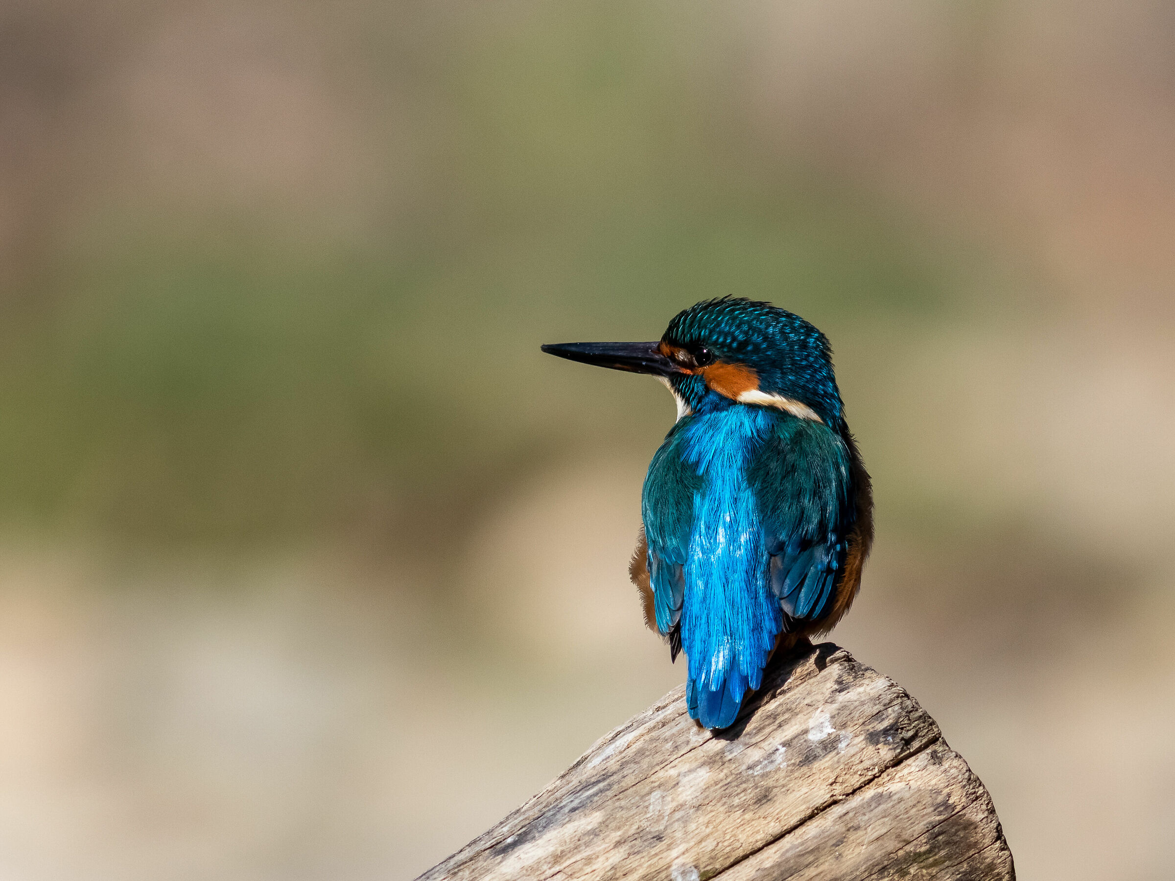 Kingfisher