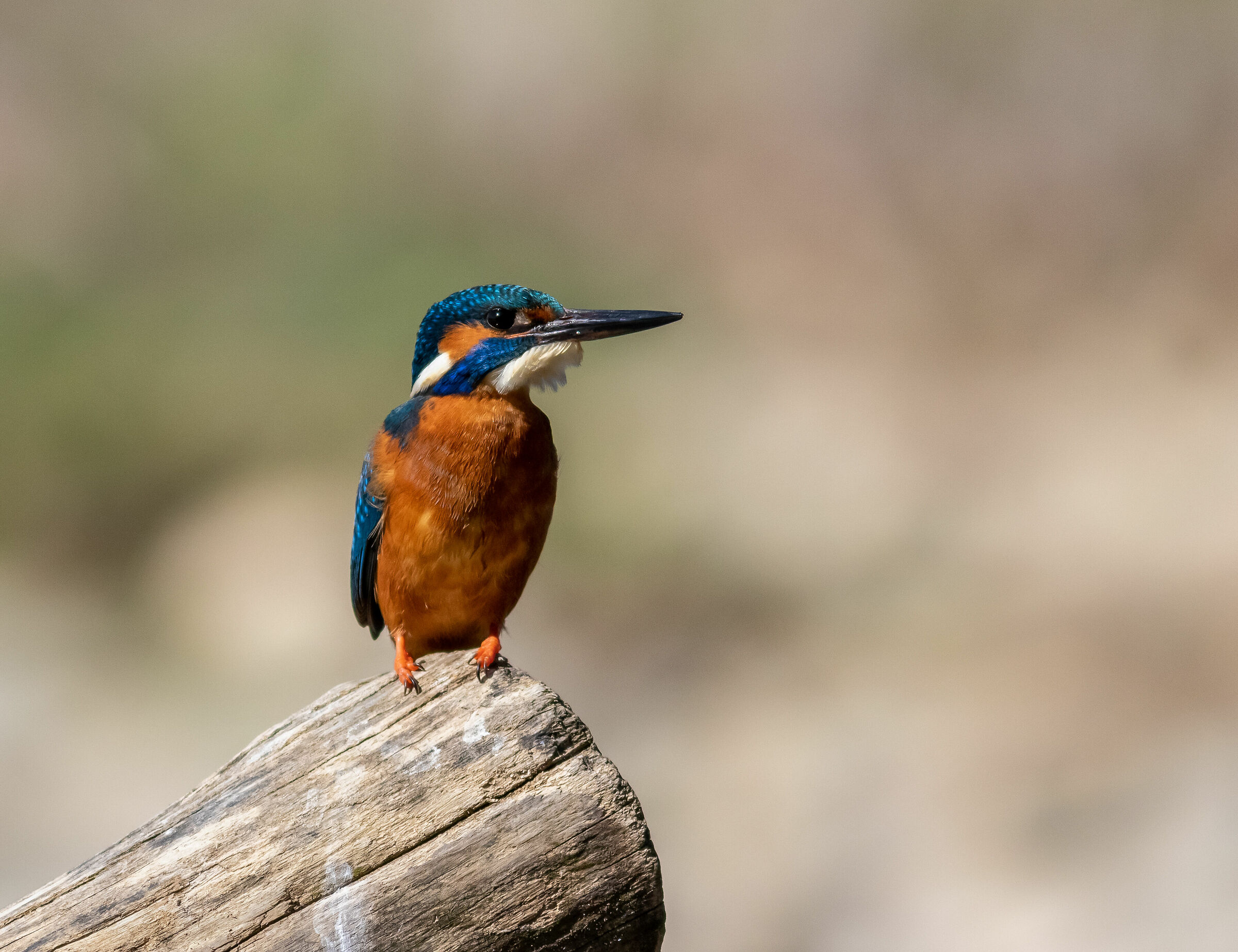 Kingfisher