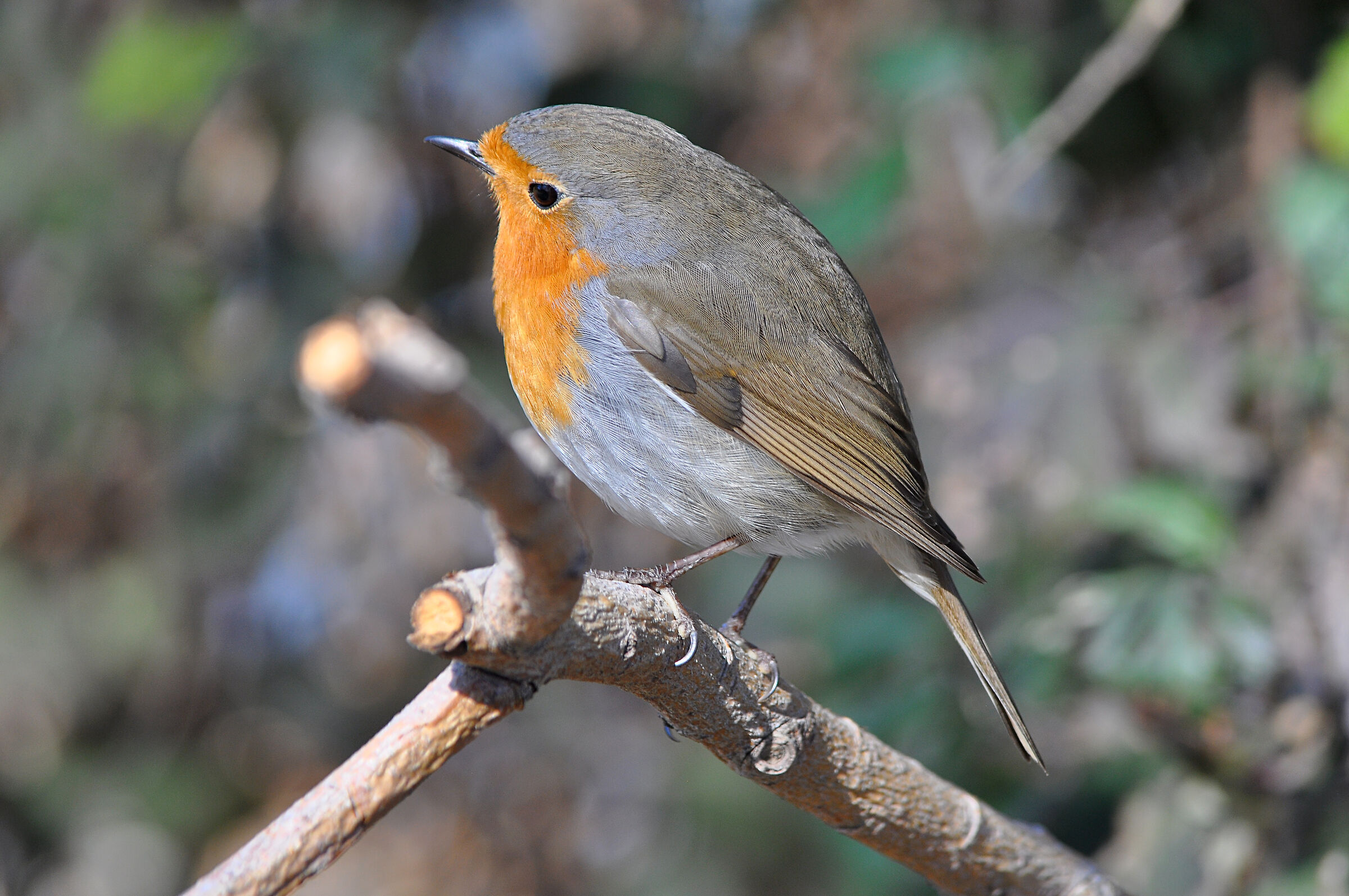 Robin