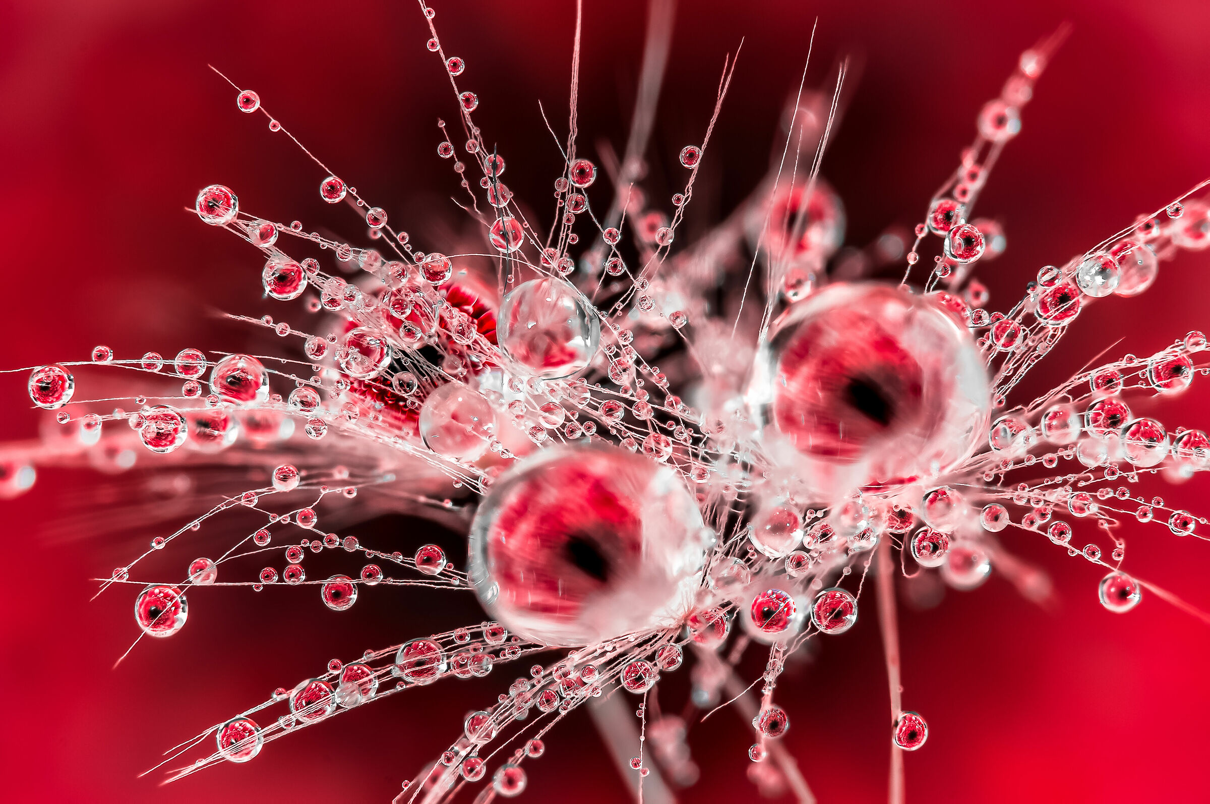 Red Passion Drops e Flowers Gocce e Fiori Riflessi