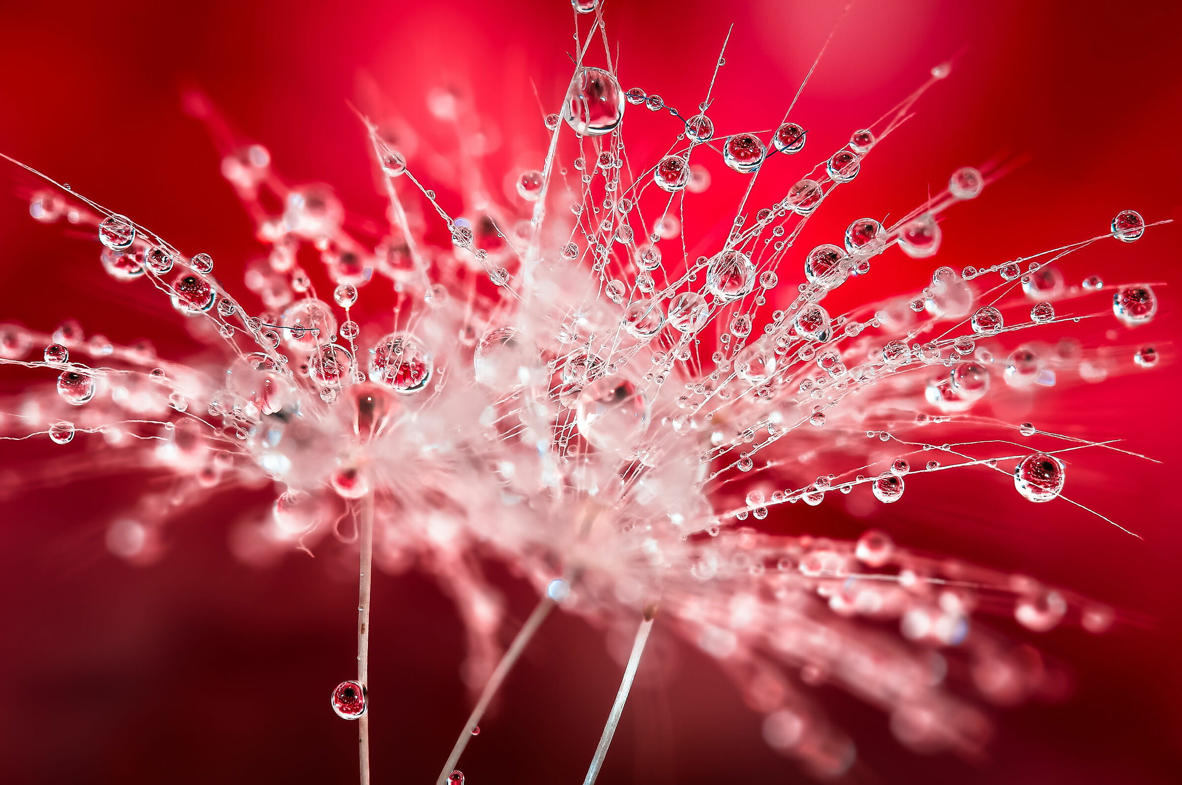 Red Passion Drops e Flowers Gocce e Fiori Riflessi