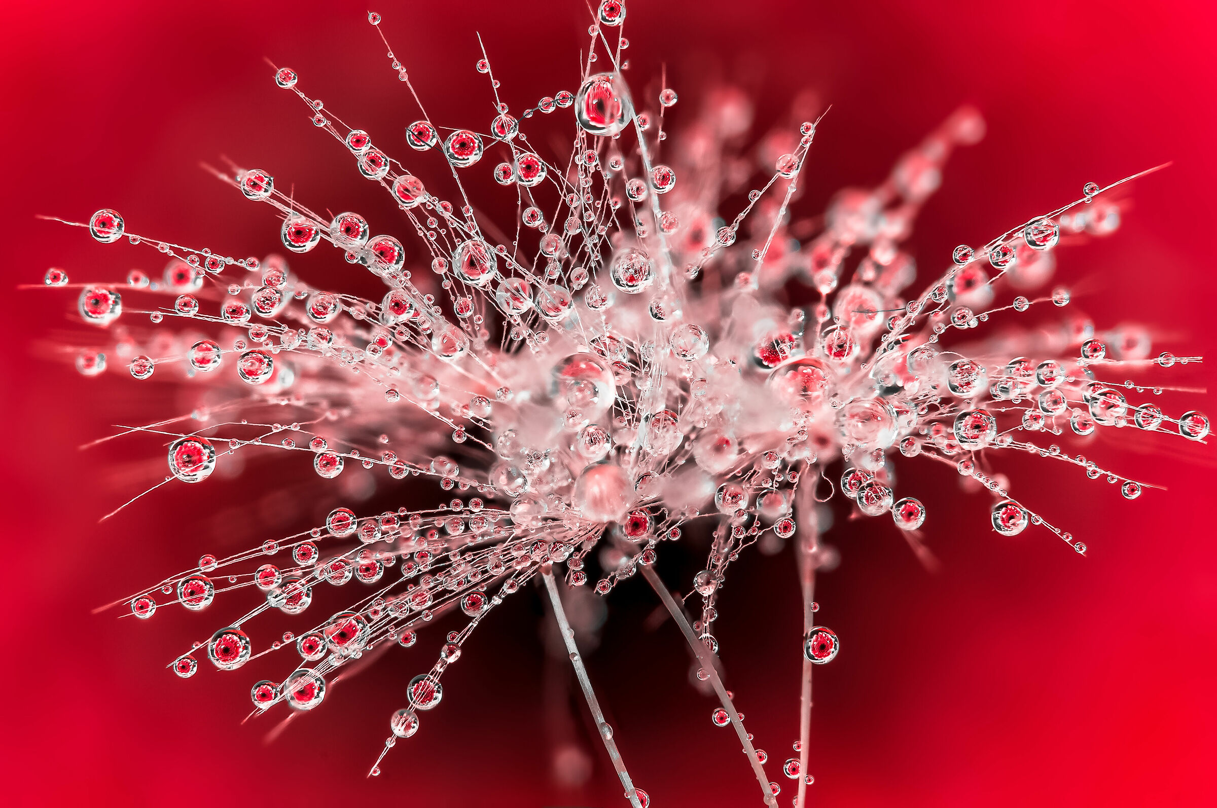 Red Passion Drops e Flowers Gocce e Fiori Riflessi