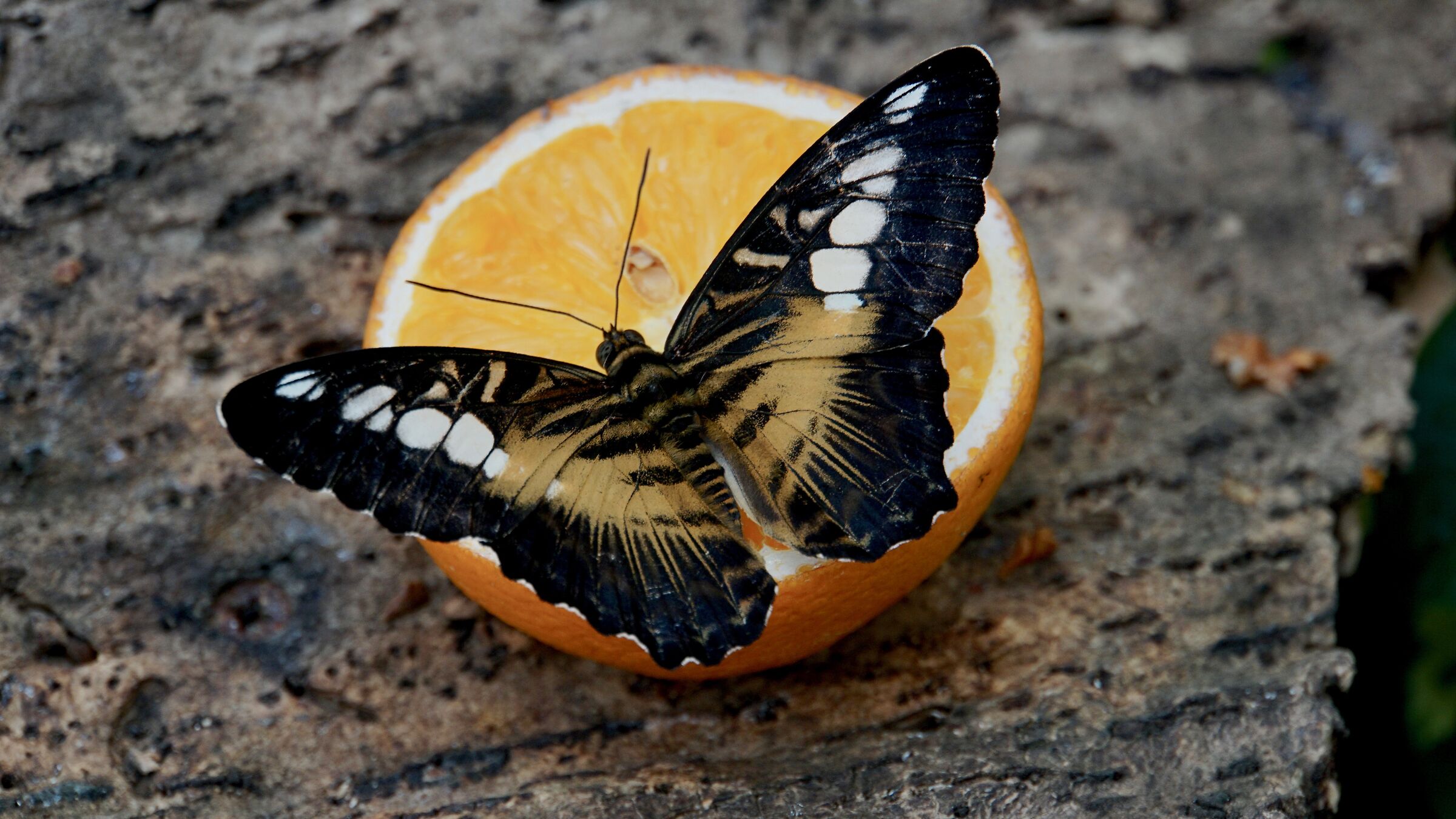Butterfly Orange