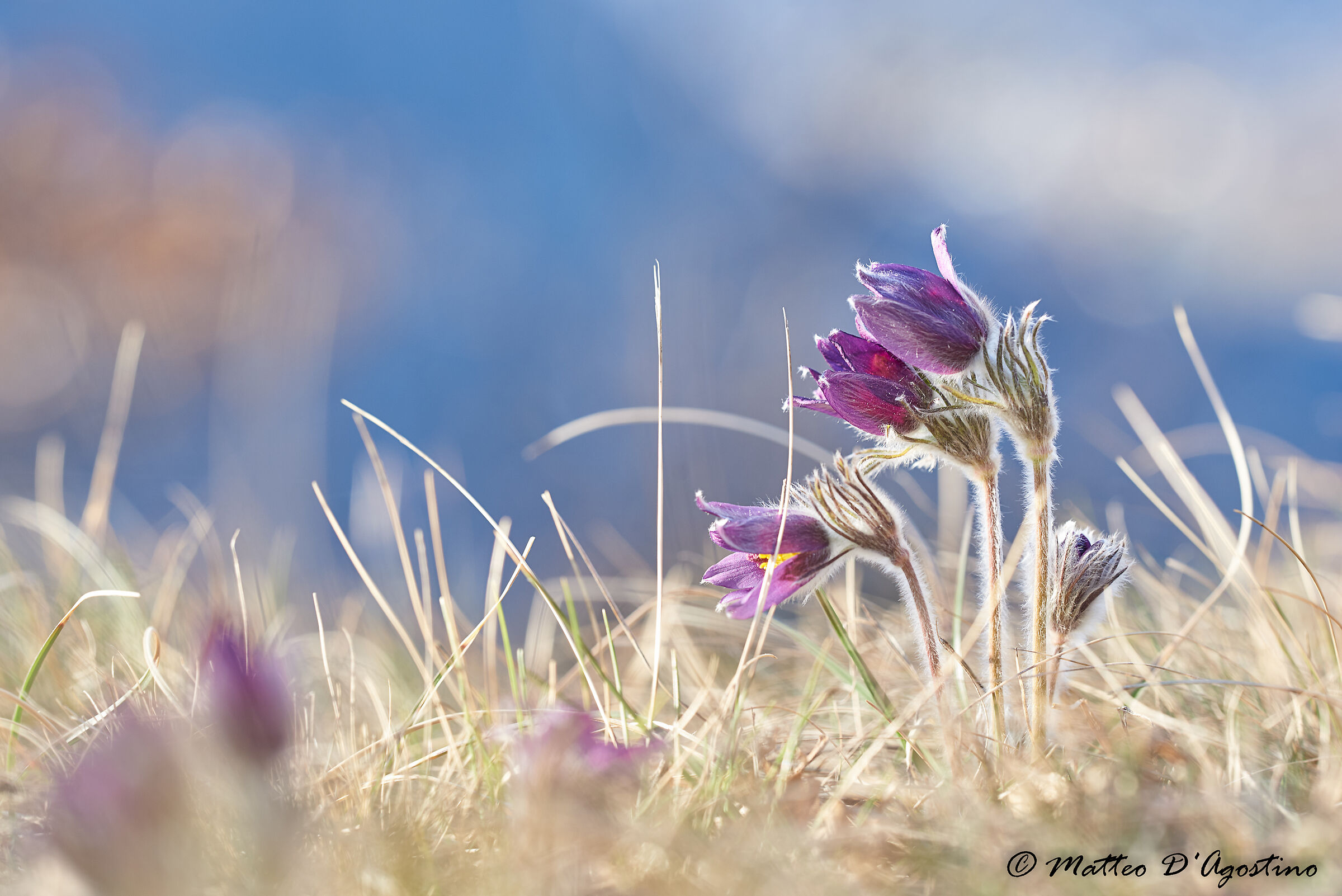 Pulsatilla