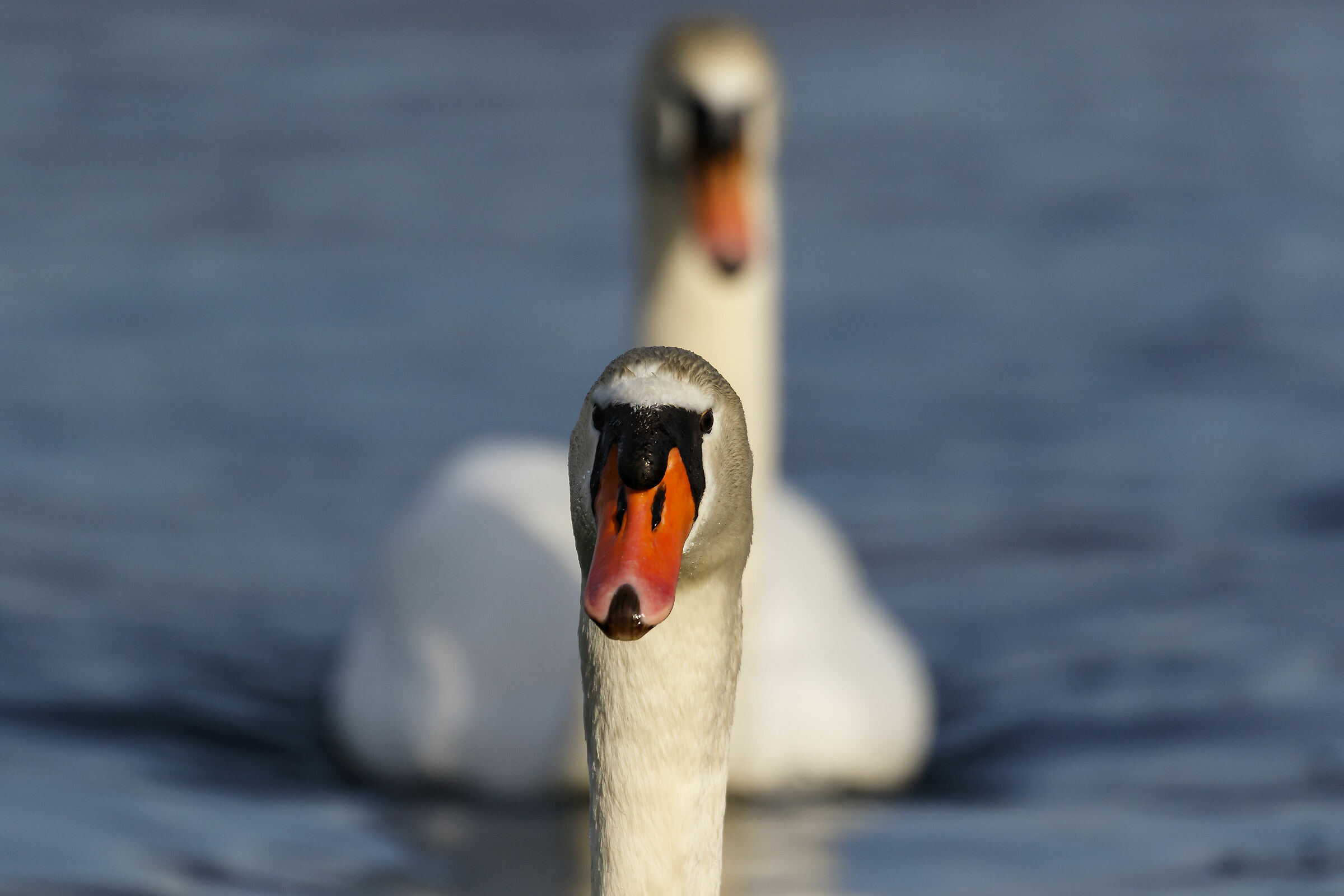 Cigno reale   (Cygnus olor)