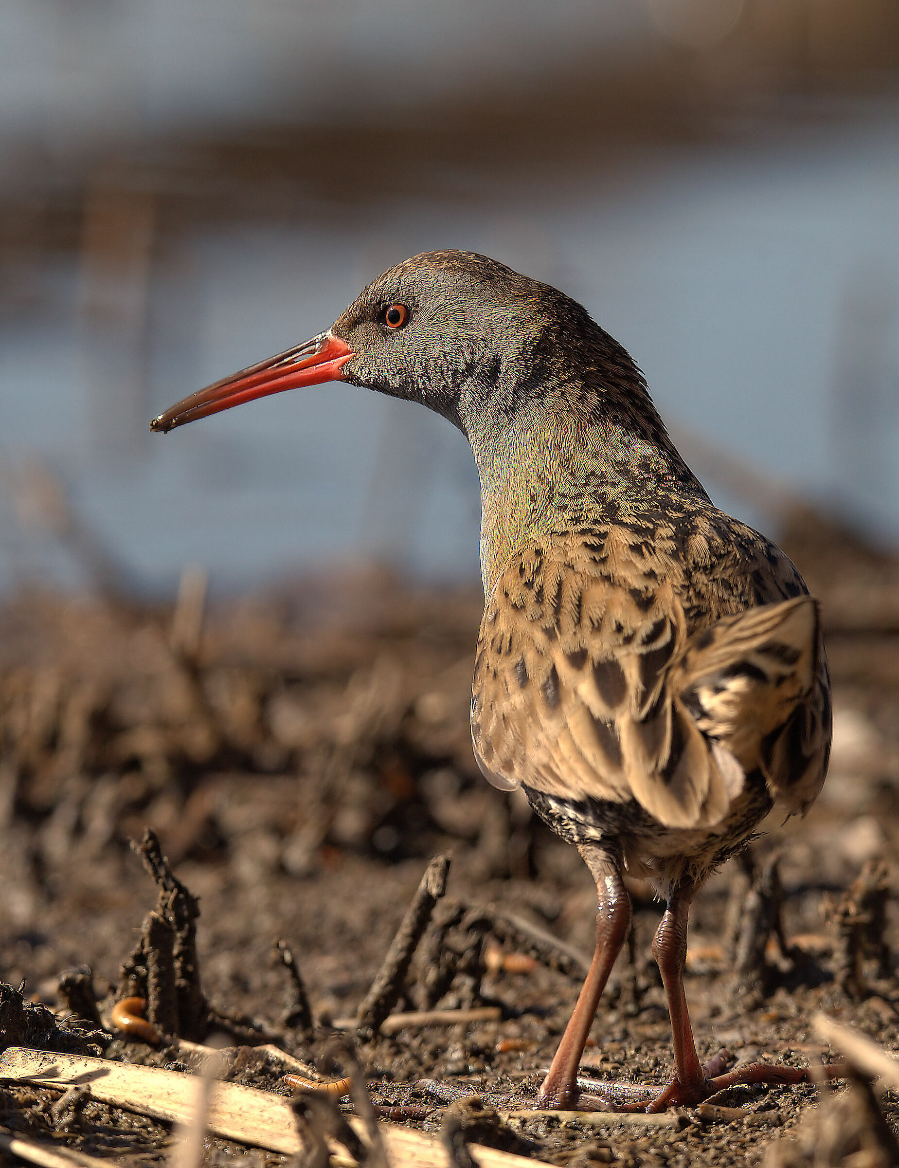 Water Rail