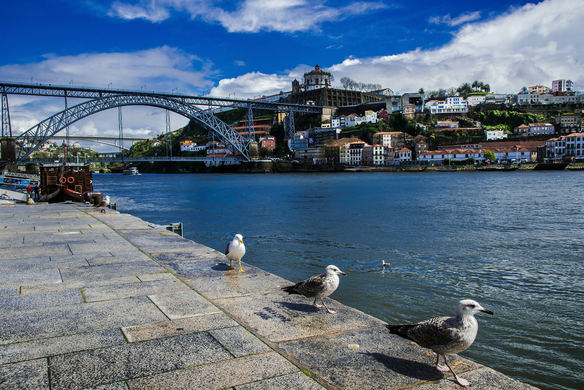 gabbiani a passeggio