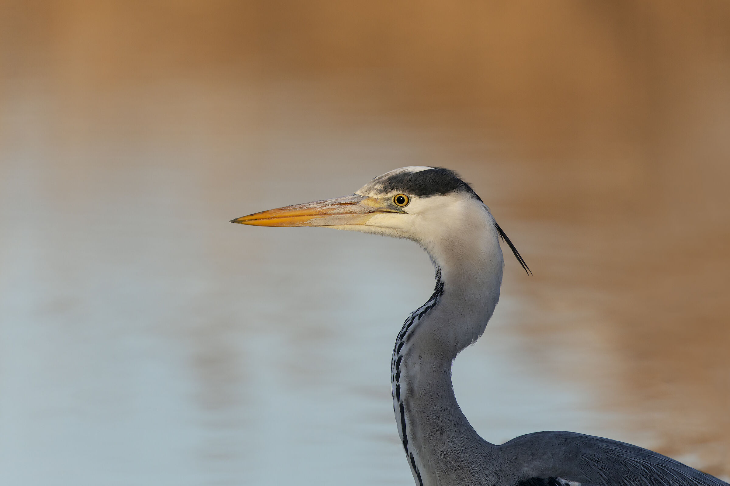 Heron