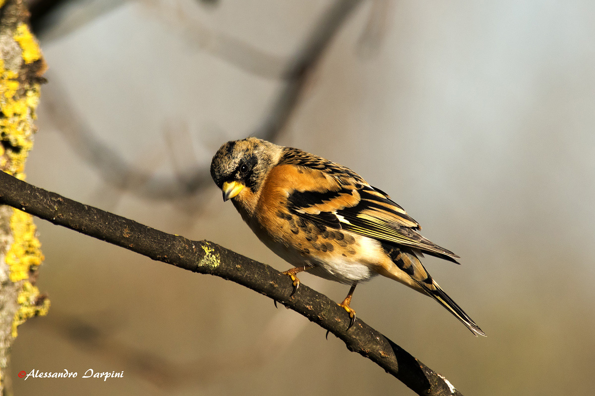 Brambling