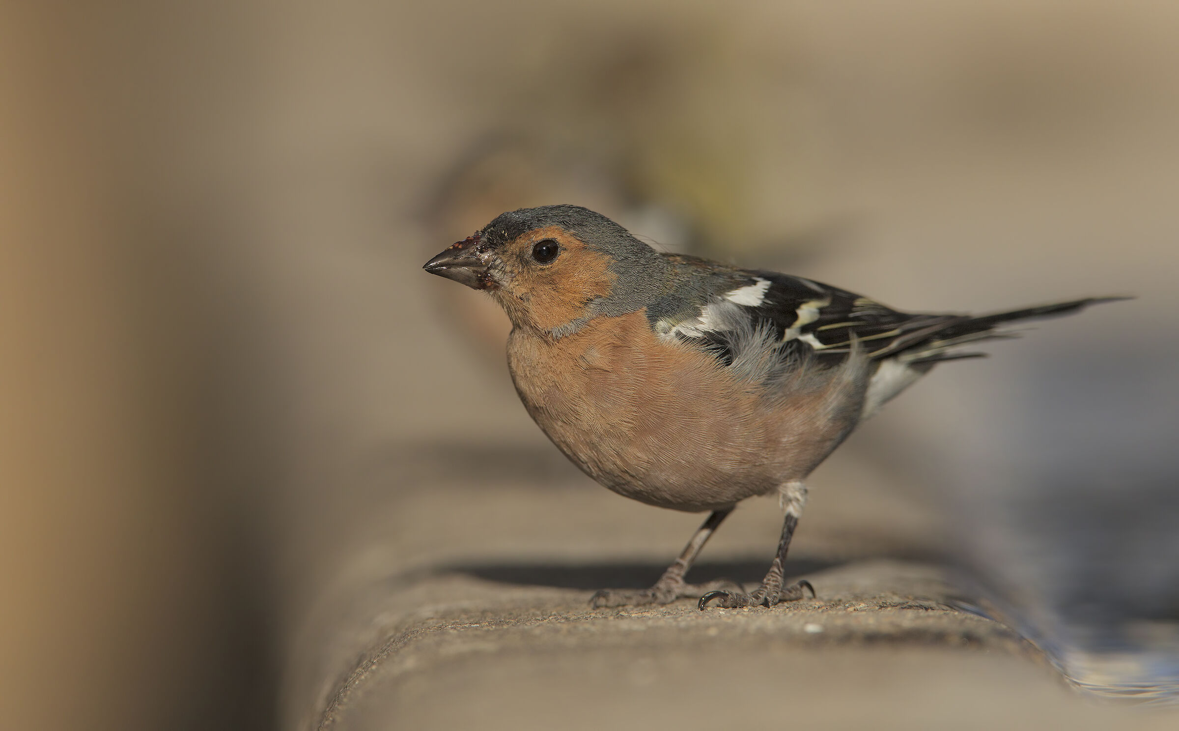 Chaffinch